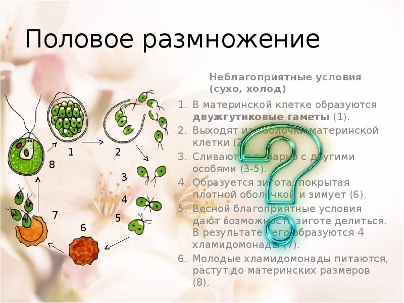 Половое размножение презентация