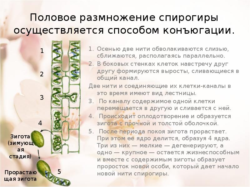 Спирогира какая группа растений