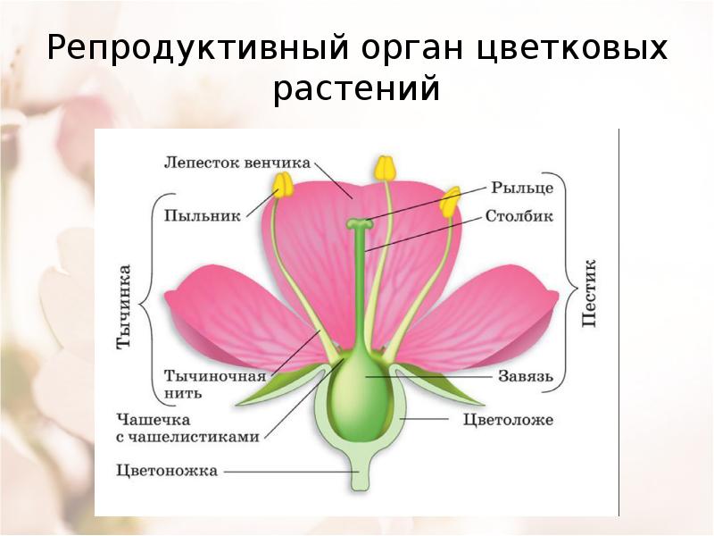 Органами размножения у цветка являются. Строение генеративных органов цветкового растения. Строение органов размножения Покрытосеменные растений. Репродуктивные органы покрытосеменных растений. Репродуктивные органы цветковых растений схема.