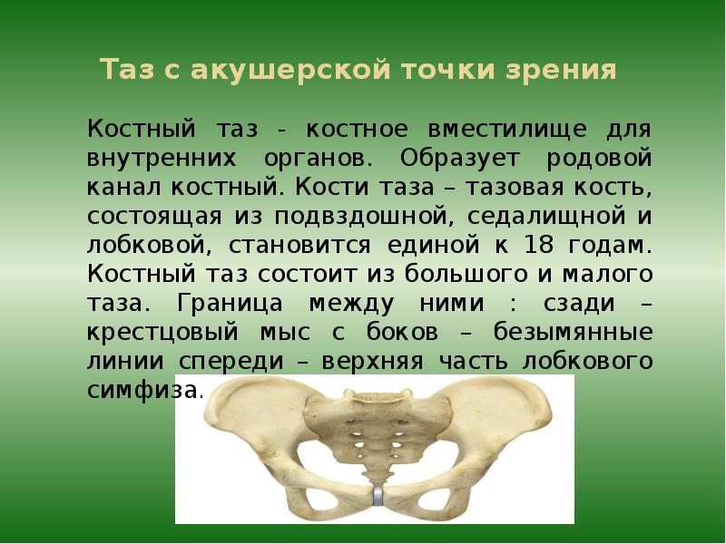 Размеры женского таза презентация