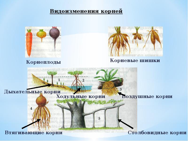 Презентация видоизменения корней