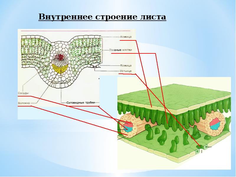 Внутреннее строение листа функции. Строение листа проект. Хозяйство и внутреннее строение. Строение лиан внутреннее. Внутреннее строение озера.