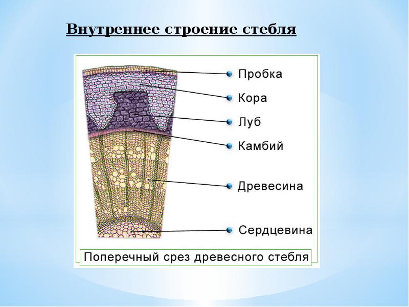 Строение стебля класс. Внутреннее строение стебля дерева рисунок. Внутреннее строение стебля 6 класс биология. Внутреннее строение стебля биология. Внутреннее строение стебля 6.