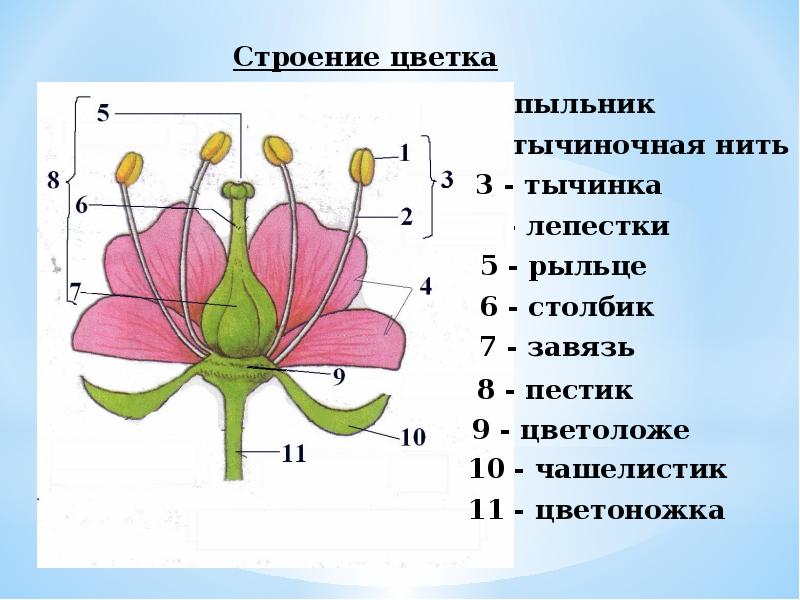 Схема лилии биология