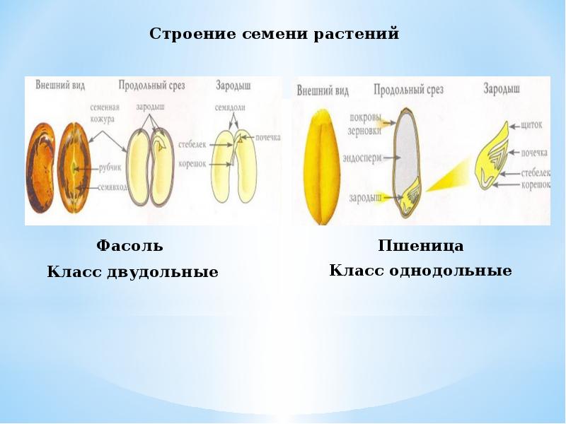 Строение семян 6 класс. Строение семени подсолнечника схема. Строение семени подсолнуха. Строение семени огурца. Строение семечки подсолнечника.