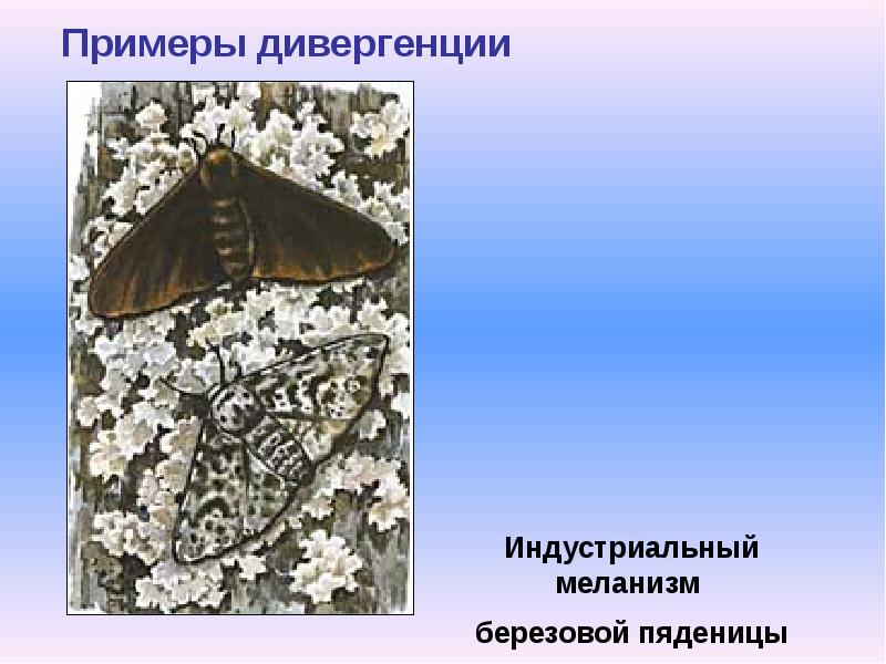 Пяденица кольчатая кленовая. Монохромная окраска насекомых. Гусеница березовой пяденицы. Пяденица обдирало самка. Пяденица клеверная бабочка.