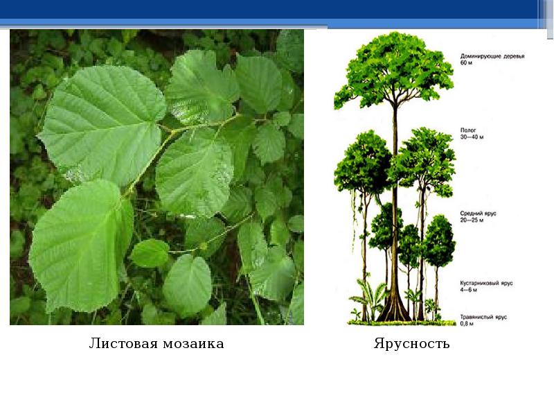 Листовая мозаика это приспособление к