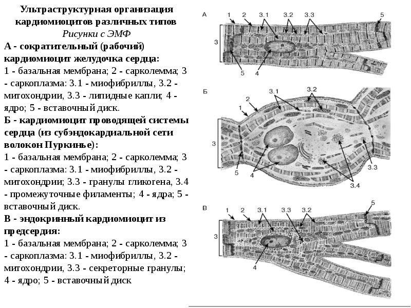 Кардиомиоциты. Строение кардиомиоцитов гистология. Рабочие кардиомиоциты гистология строение. Кардиомиоциты миокарда гистология. Строение типичных кардиомиоцитов гистология.