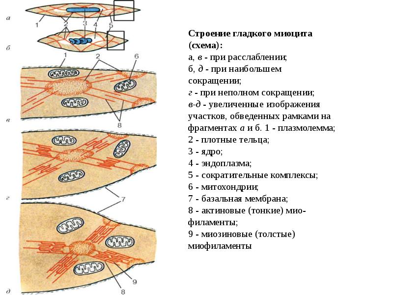 Схема изменения структуры гладкого миоцита до и после сокращения