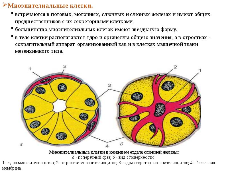 Большинство клеток