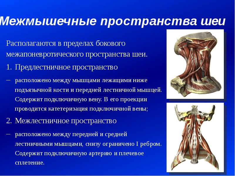 Предлестничное пространство. Топография предлестничного …