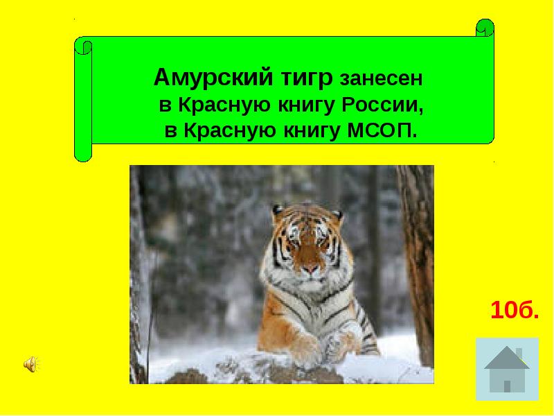 Тигр который в красной книге. Амурский тигр занесен в красную. Тигр занесен в красную книгу. Амурский тигр занесен в красную книгу.