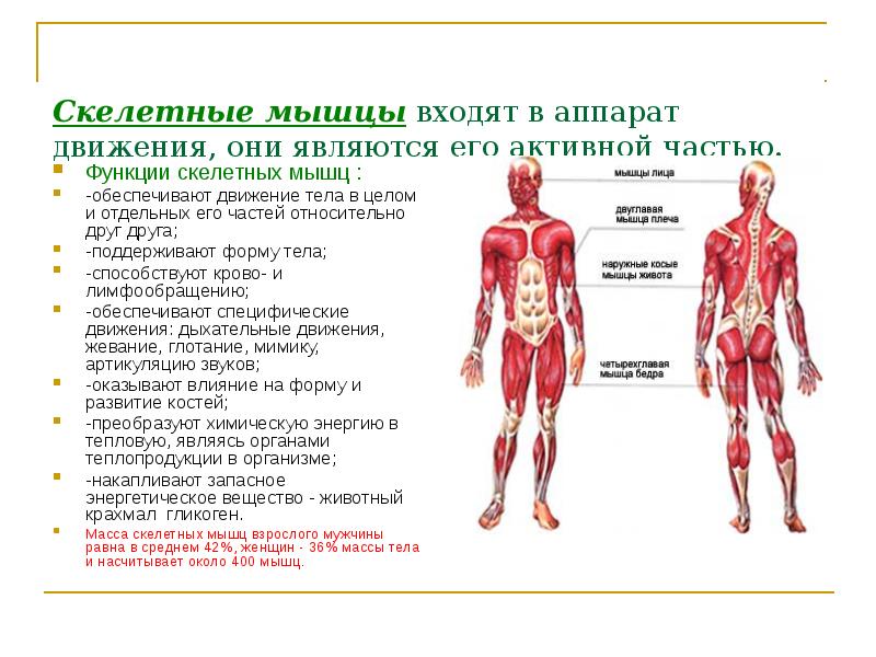 Перечислите мышцы. Функции мышц человека опорно двигательная система. Скелетные мышцы опорно-двигательного аппарата. Строение опорно-двигательной системы человека (мышечная система).. Мышечная система скелетные мышцы строение функции.