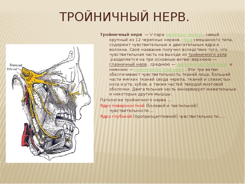 Смешанные нервы функции. Смешанные нервы. Верхнечелюстная ветвь тройничного нерва схема. Чем различаются чувствительные исполнительные и смешанные нервы. Языкоглоточный нерв мрт анатомия.