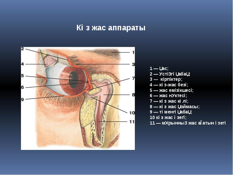 Көз оптикалық жүйе көздiң көру кемшіліктері және оларды түзету әдiстері презентация