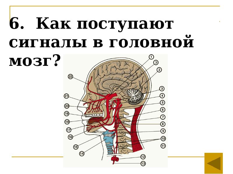 Сигналы мозга. Как поступает сигнал в мозг. Сигналы передающиеся в мозг. Сигналы в мозг поступают. Сигналы от мозга к органам.