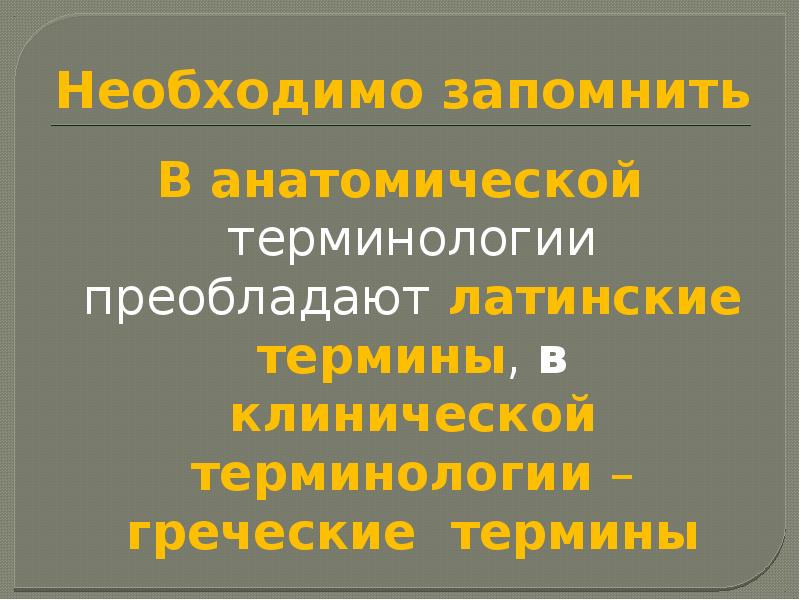 Греческие термины. Греко-латинские дублеты в медицинской терминологии. Греческие медицинские термины. Греко латинские дублеты латынь. Анатомическая терминология (греко-латинские дублеты).