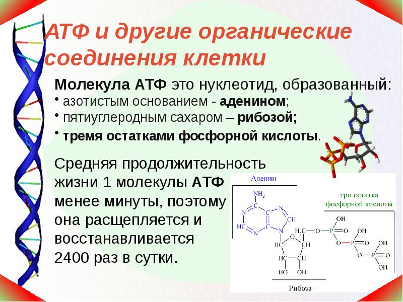 Органические вещества это в биологии 6 класс