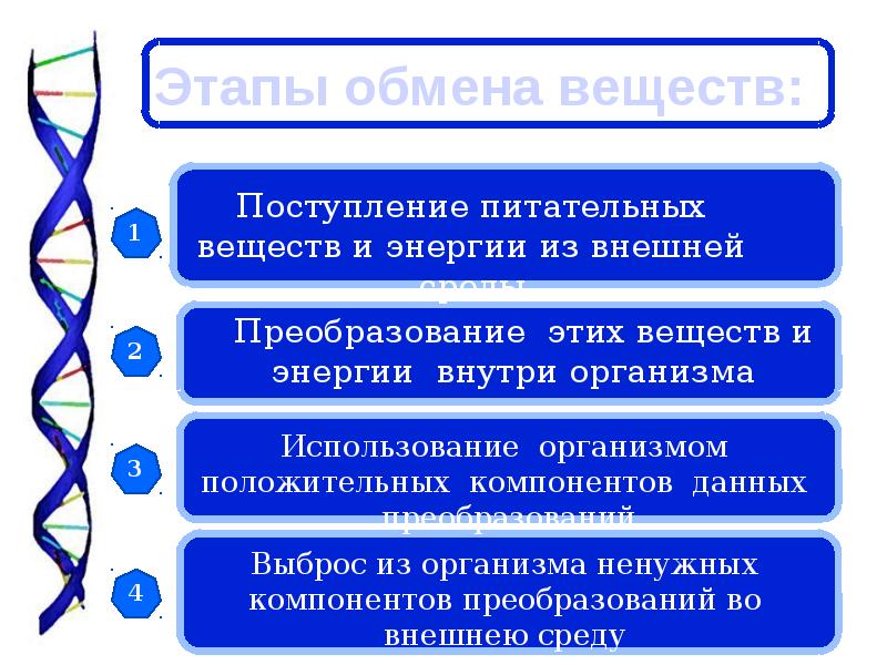 Этап обмена информацией. Этапы обмена веществ. этапы обмена питательных веществ. основные процессы веществ в организме. фазы обмена веществ.