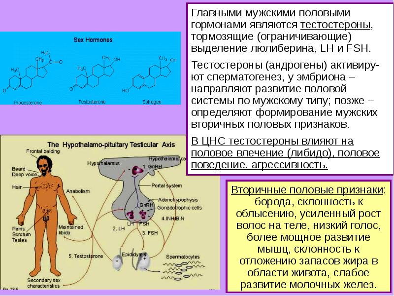 Влияет Ли Порно На Тестостерон