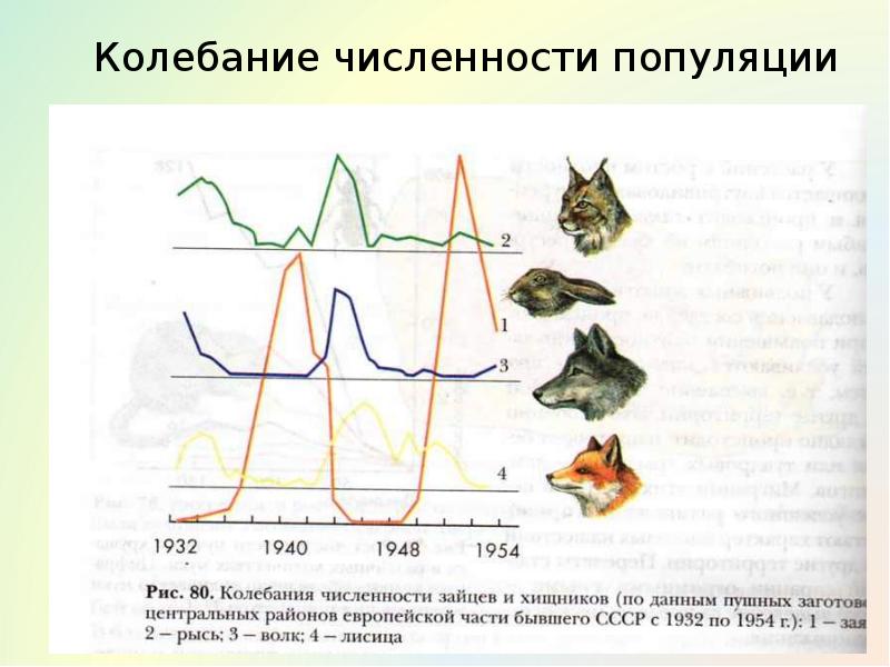 Колебания численность популяции в природе