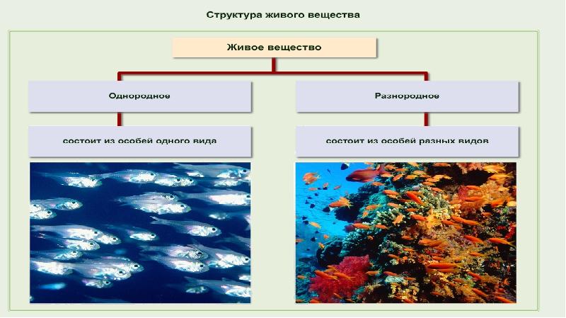 Живое вещество биосферы картинки