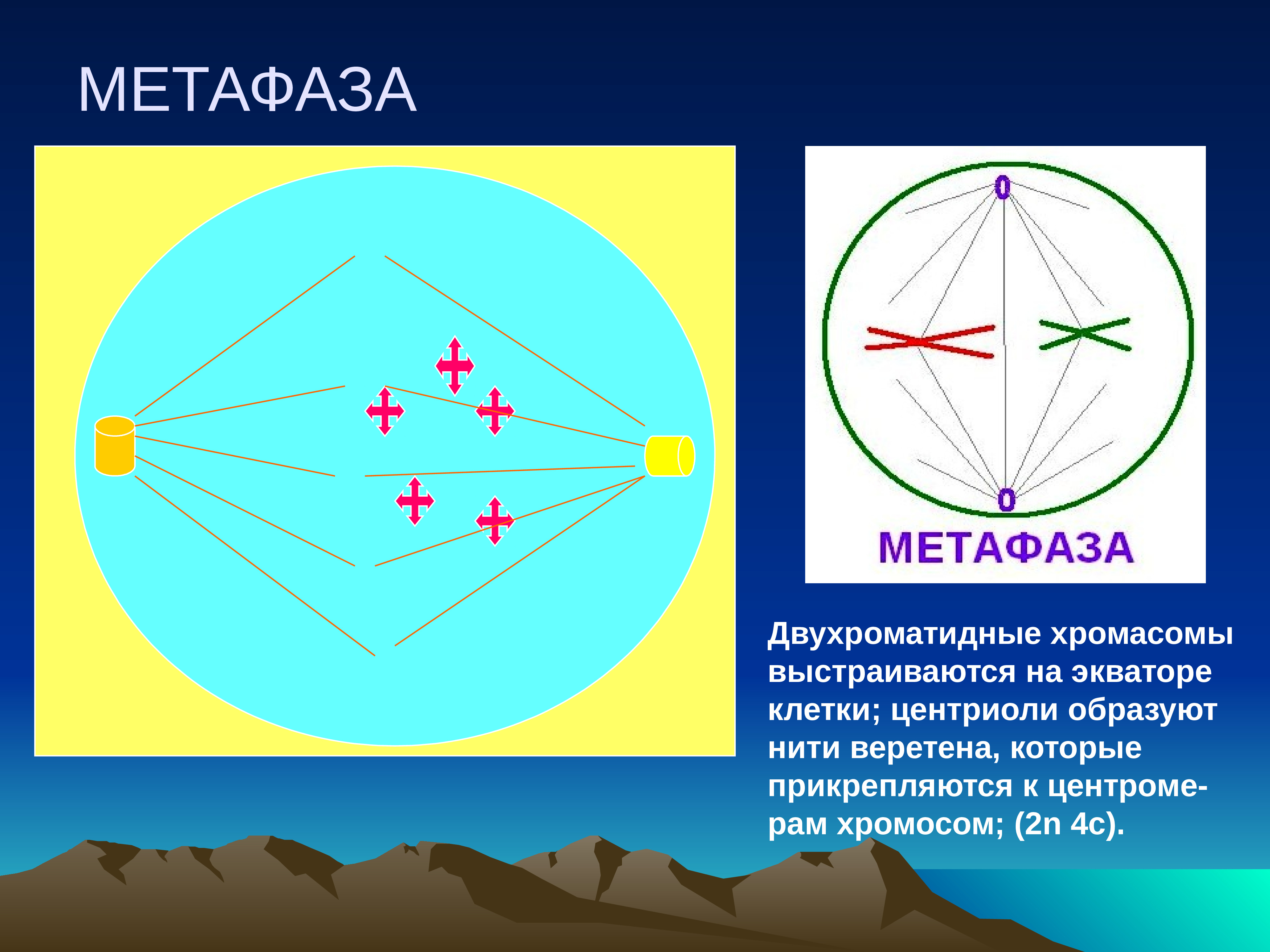 Хромосомы на экваторе. Особенности метафазы. Метафаза протекающие процессы. Метоыаща. Метафаза митоза.