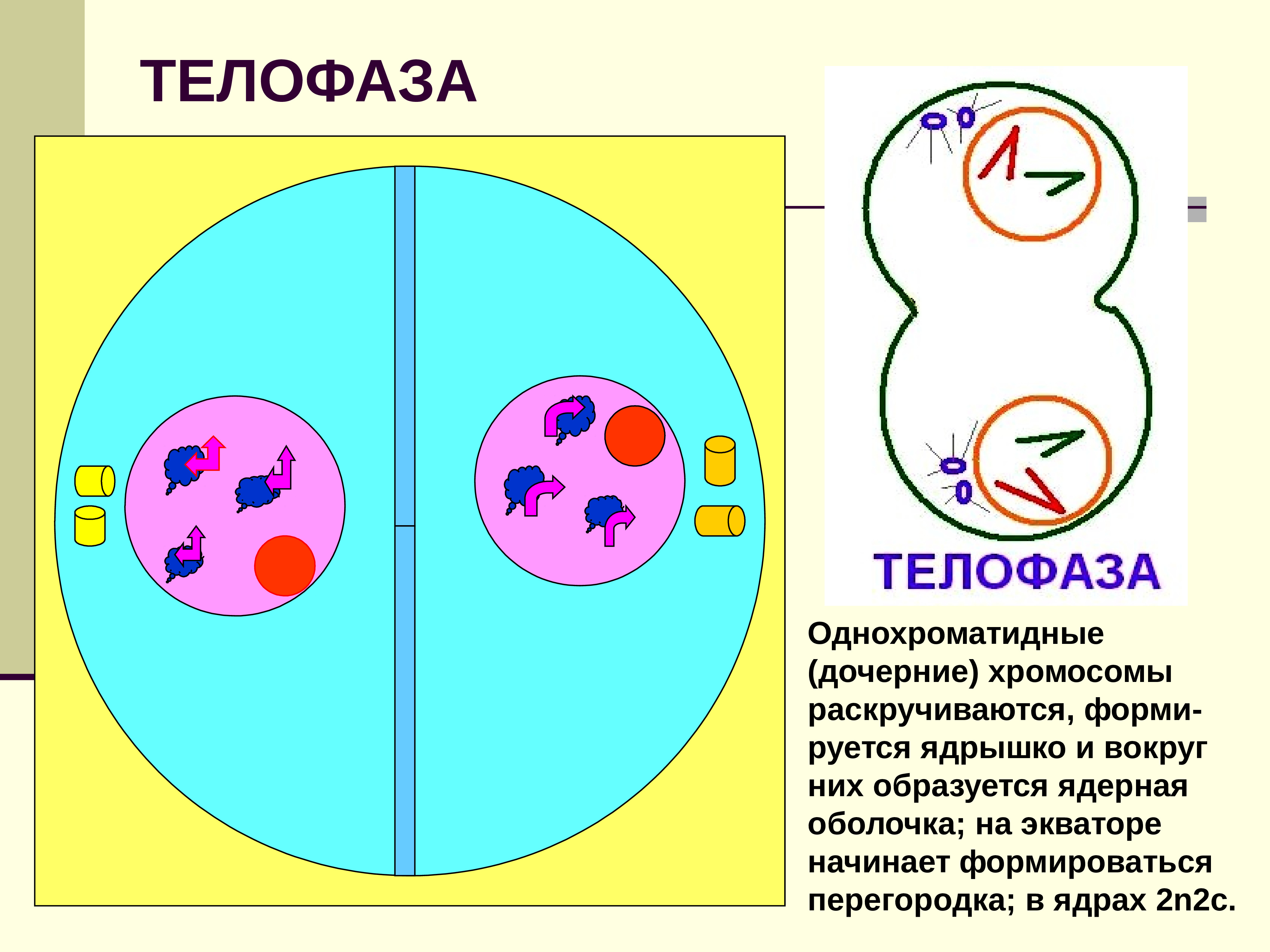 Ядра дочерних клеток в телофазе