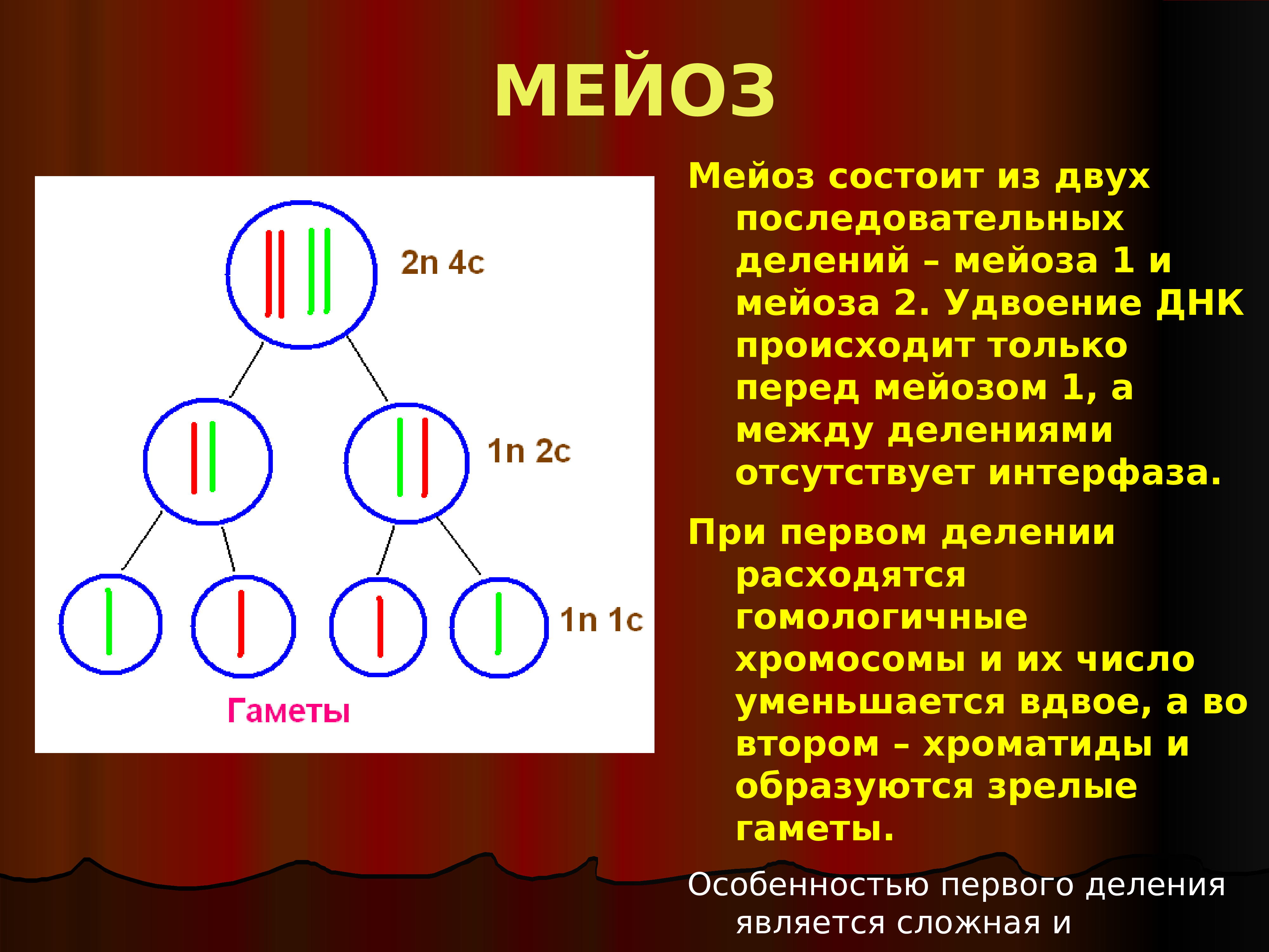 Чем мейоз отличается от мейоза. Интерфаза мейоза 2. Мейоз гаметы. Последовательность мейоза 1. Мейоз состоит из.