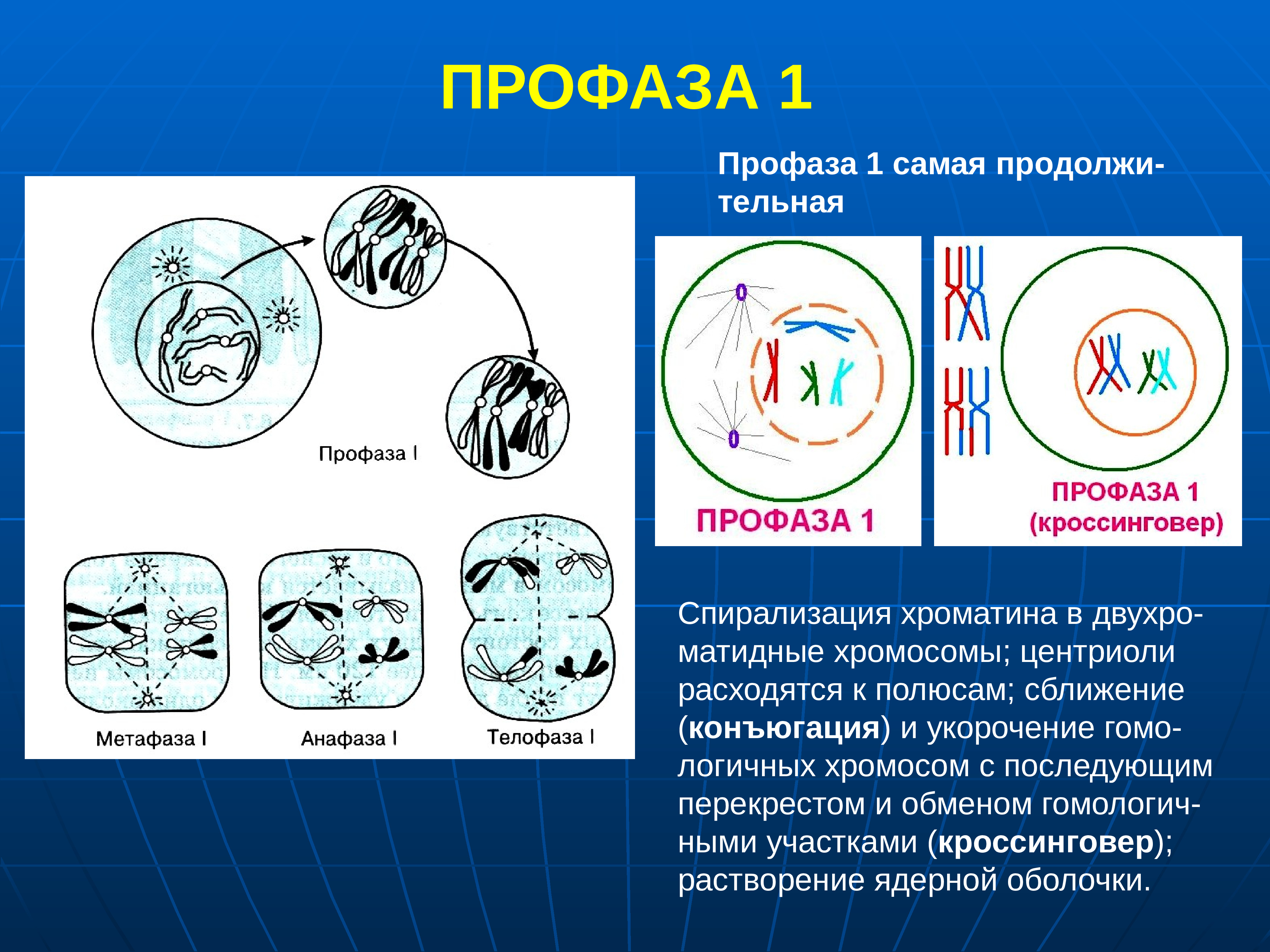 Спирализация хромосом происходит в фазе. Мейоз профаза 1 процессы. Профаза лептотена. Профаза первого деления мейоза процессы. Первое деление мейоза профаза 1.