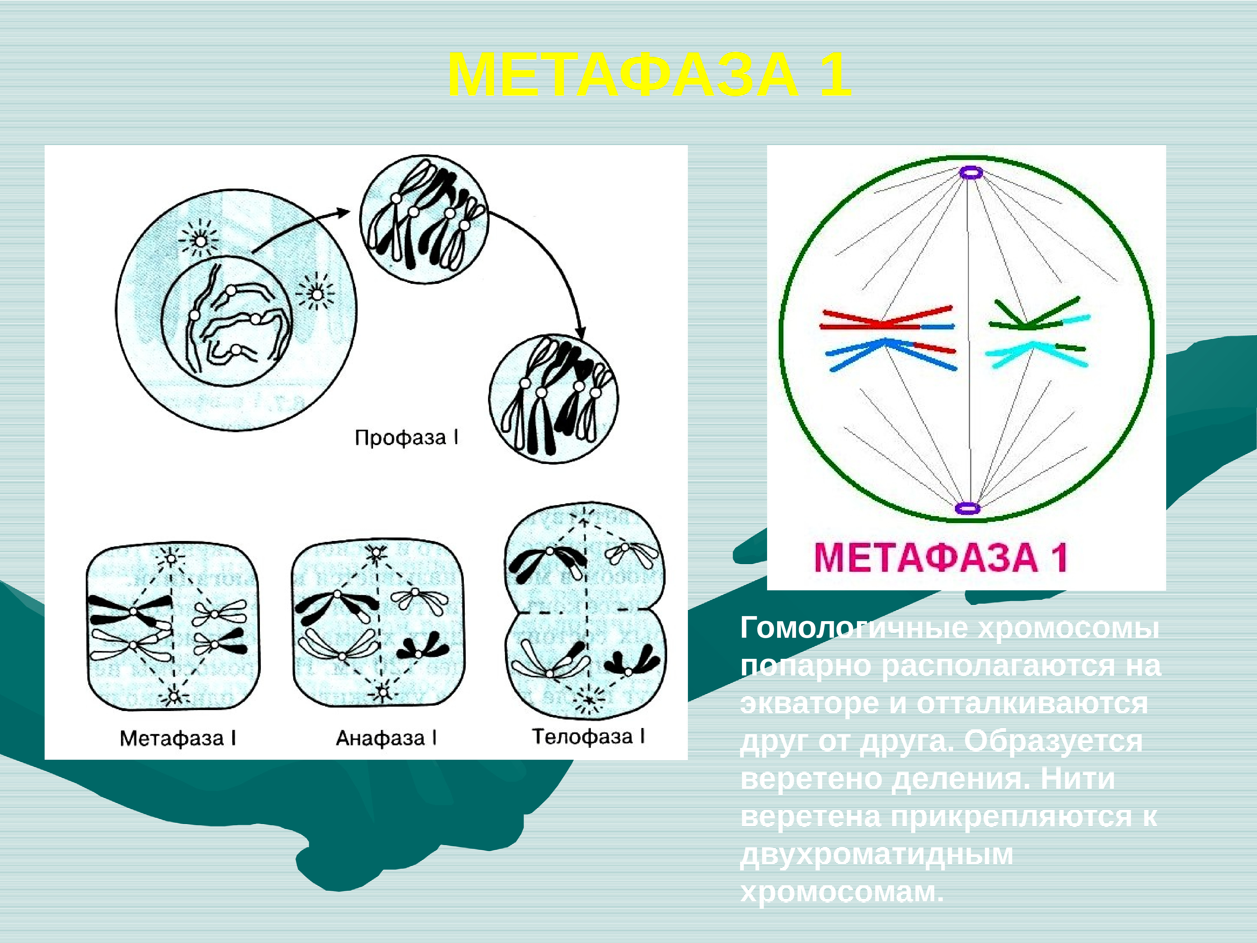 В профазе происходит спирализация хромосом. Метафаза мейоза 2. Метафаза нити веретена деления. Метафаза мейоза 1. Метафаза Веретено деления.