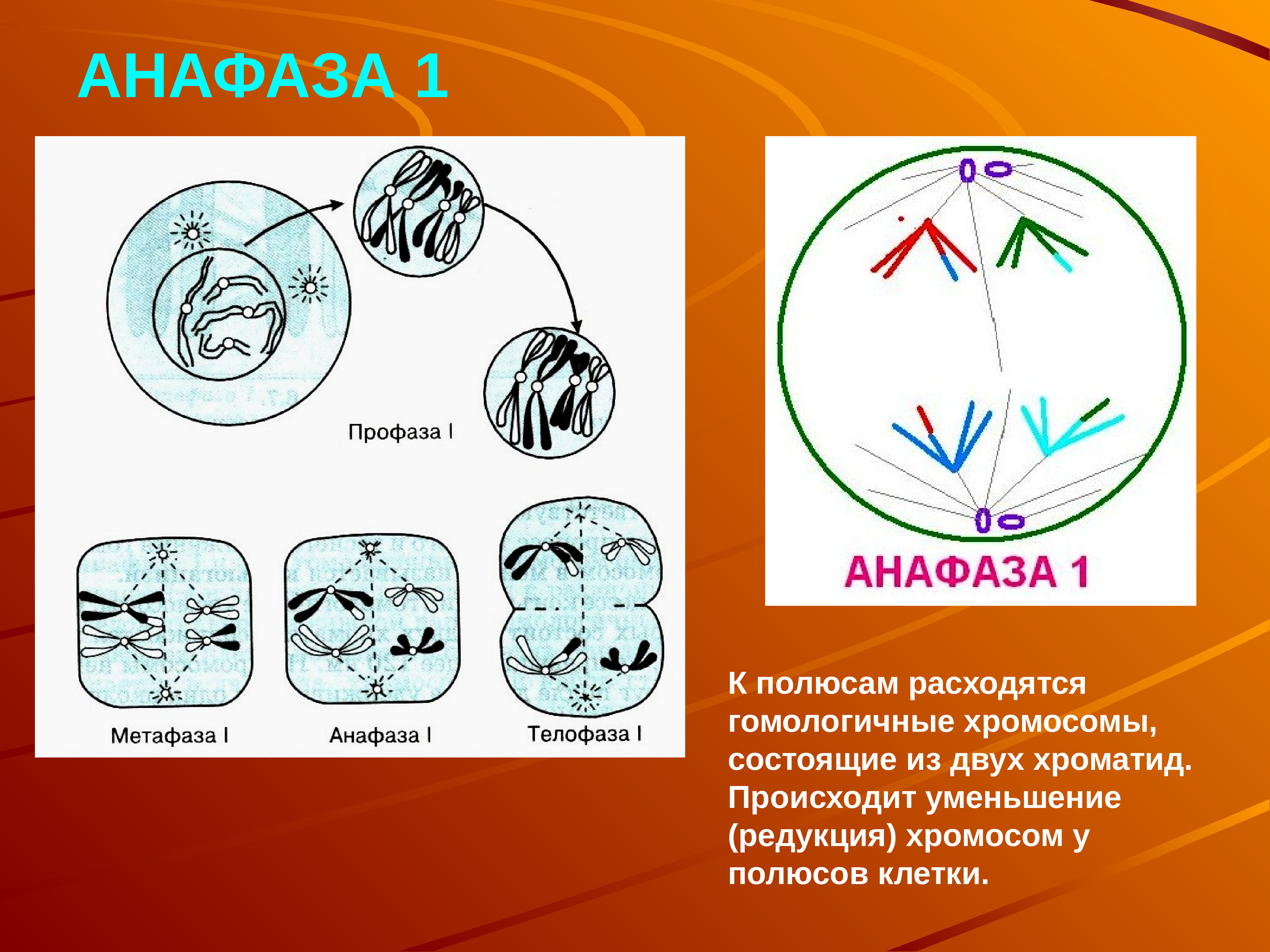 Анафаза мейоза 1. Метафаза 1 анафаза 1 телофаза 1. Профаза 1 анафаза 1 анафаза 2. Метафаза анафаза телофаза 1. Метафаза и анафаза мейоза 1.