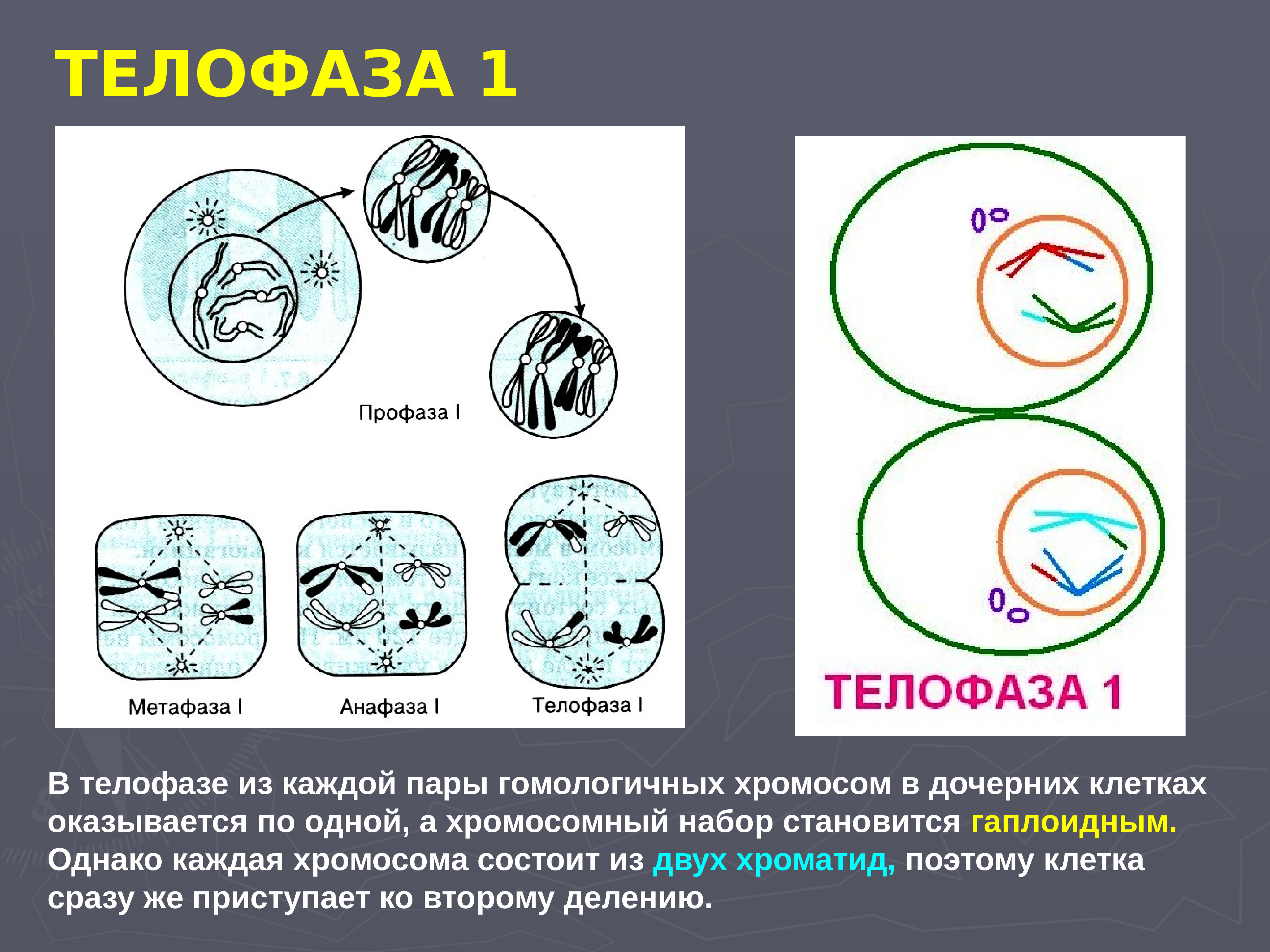 Мейоз анафаза 2 набор хромосом. Телофаза мейоза 1. Мейоз 1 телофаза 1. Телофаза 2. Телофаза набор хромосом.