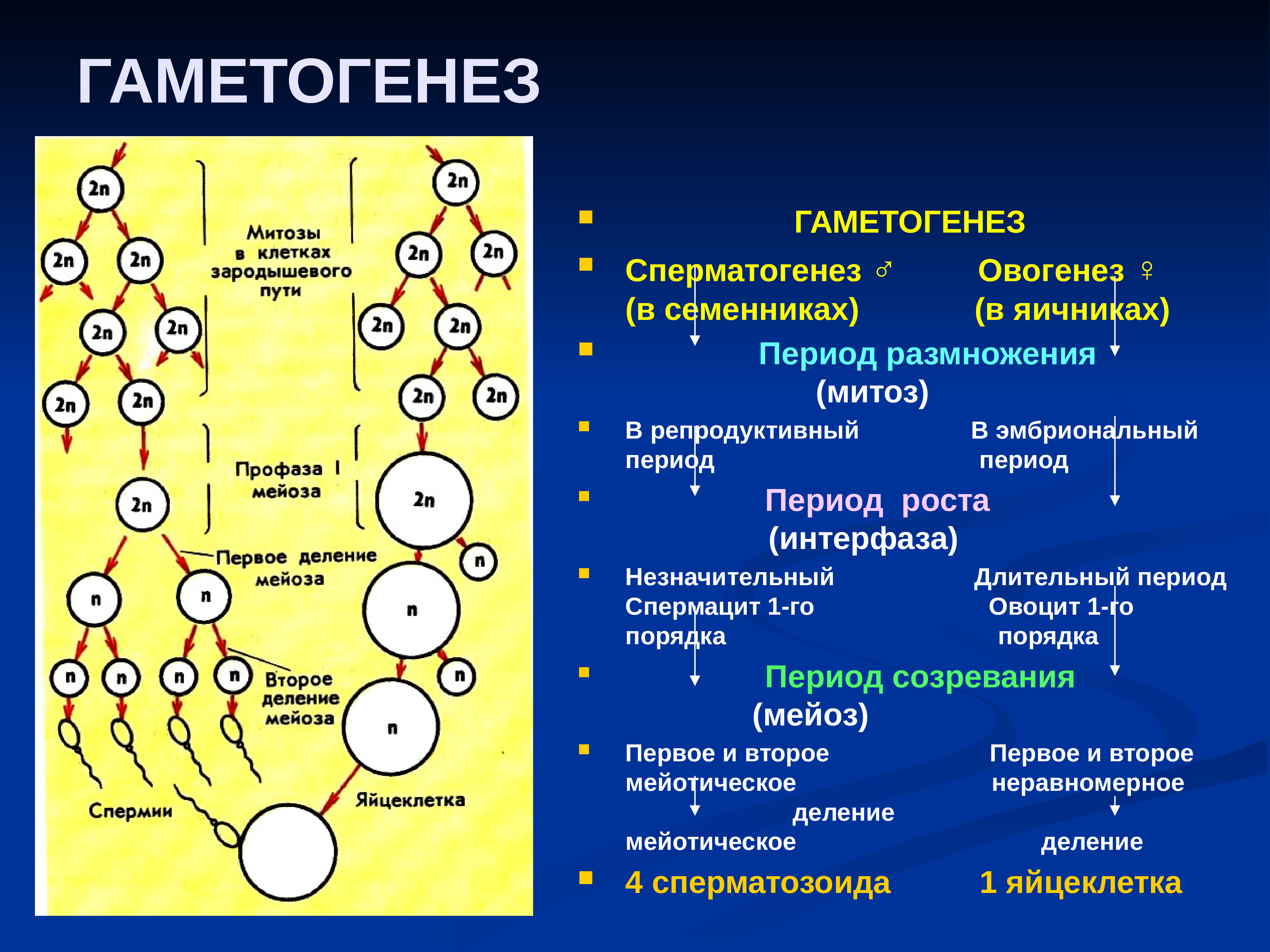 Первичные мужские половые клетки. Сперматогенез и овогенез. Гаметогенез сперматогенез периоды. Сперматогенез 2) оогенез. Яйцеклетка схема овогенеза.
