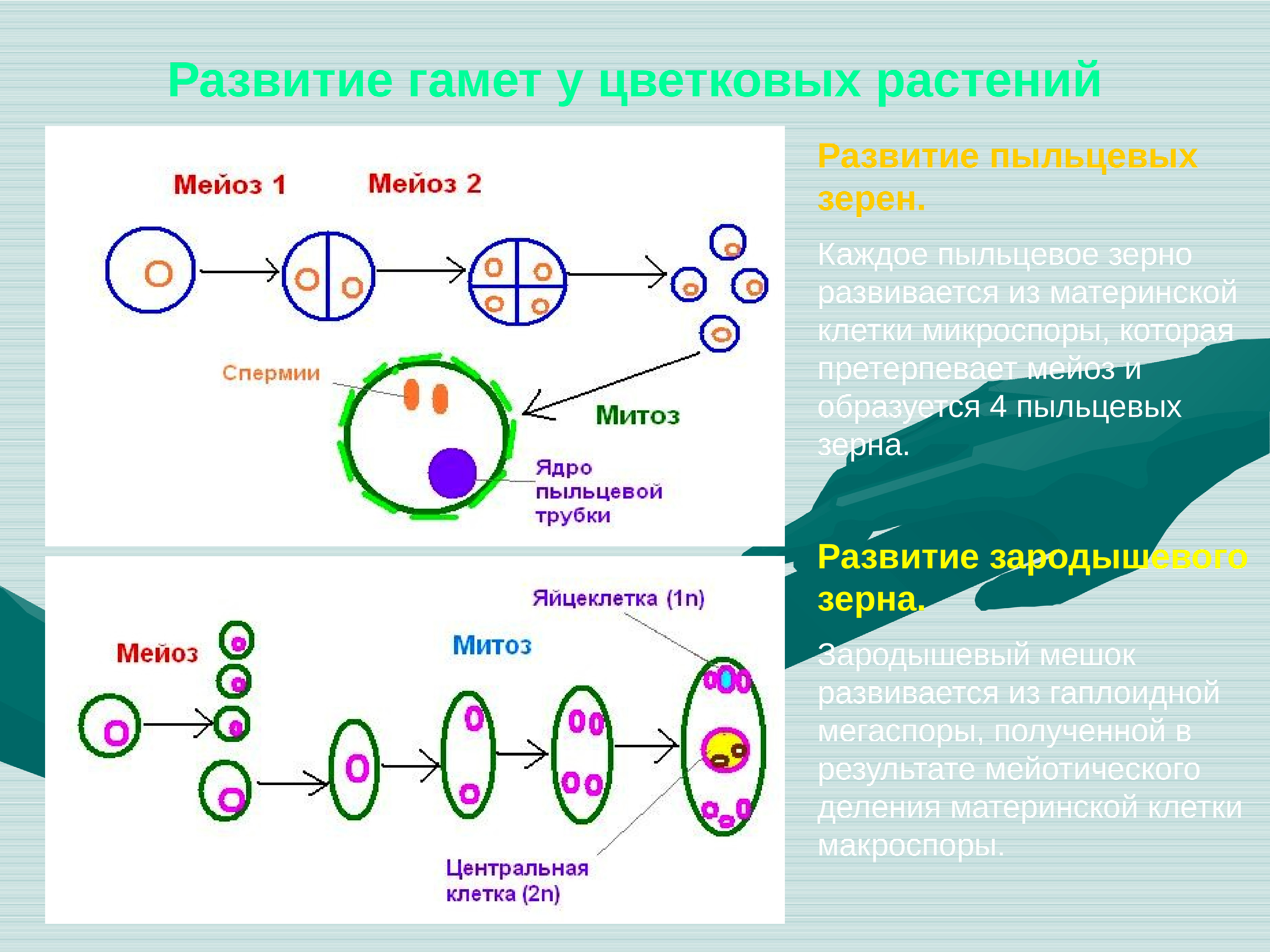 Генеративный цикл. Схема размножения клеток. Жизненный цикл размножения мейоз. Митоз. Клеточный цикл митоз и мейоз. Мейоз образование гамет у растений.