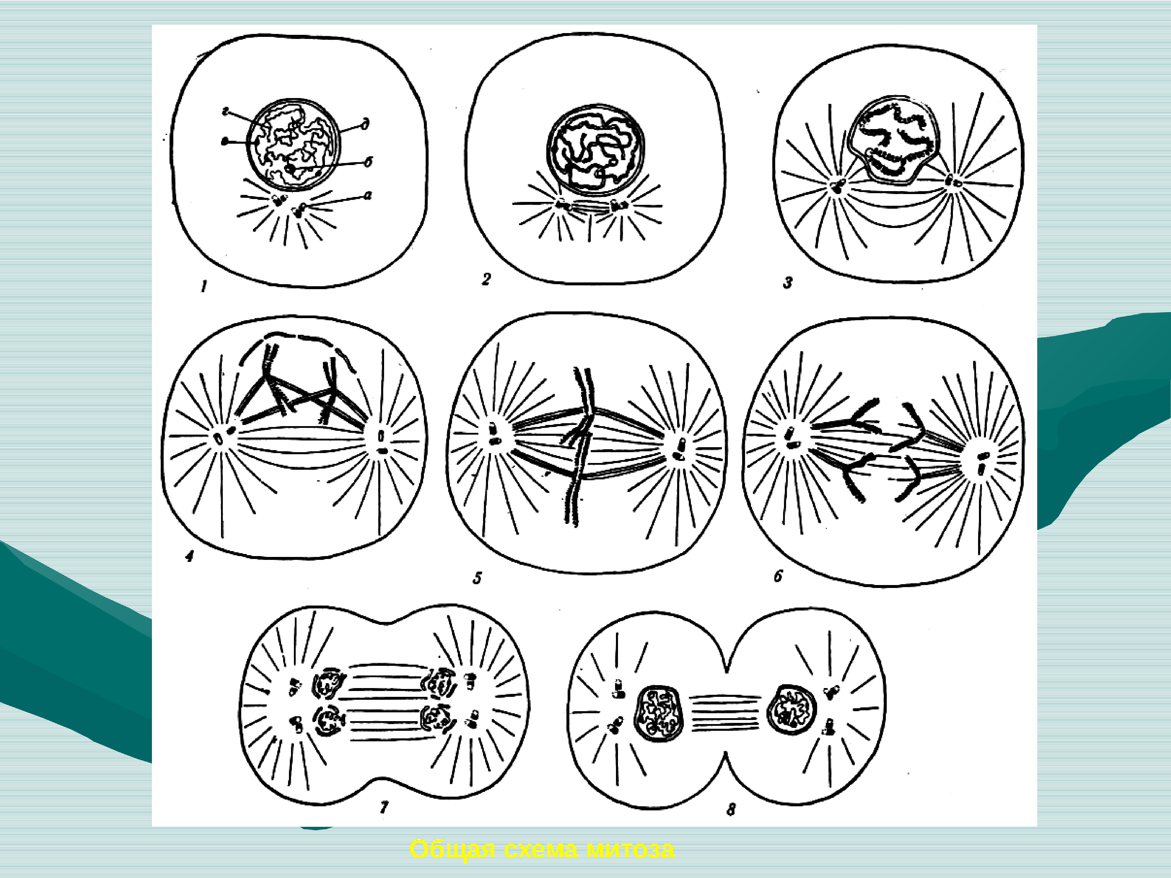 Схема деления клетки. Митоз схема. Спирализация хромосом митоз схема. Фазы митоза. Митоз рисунок.