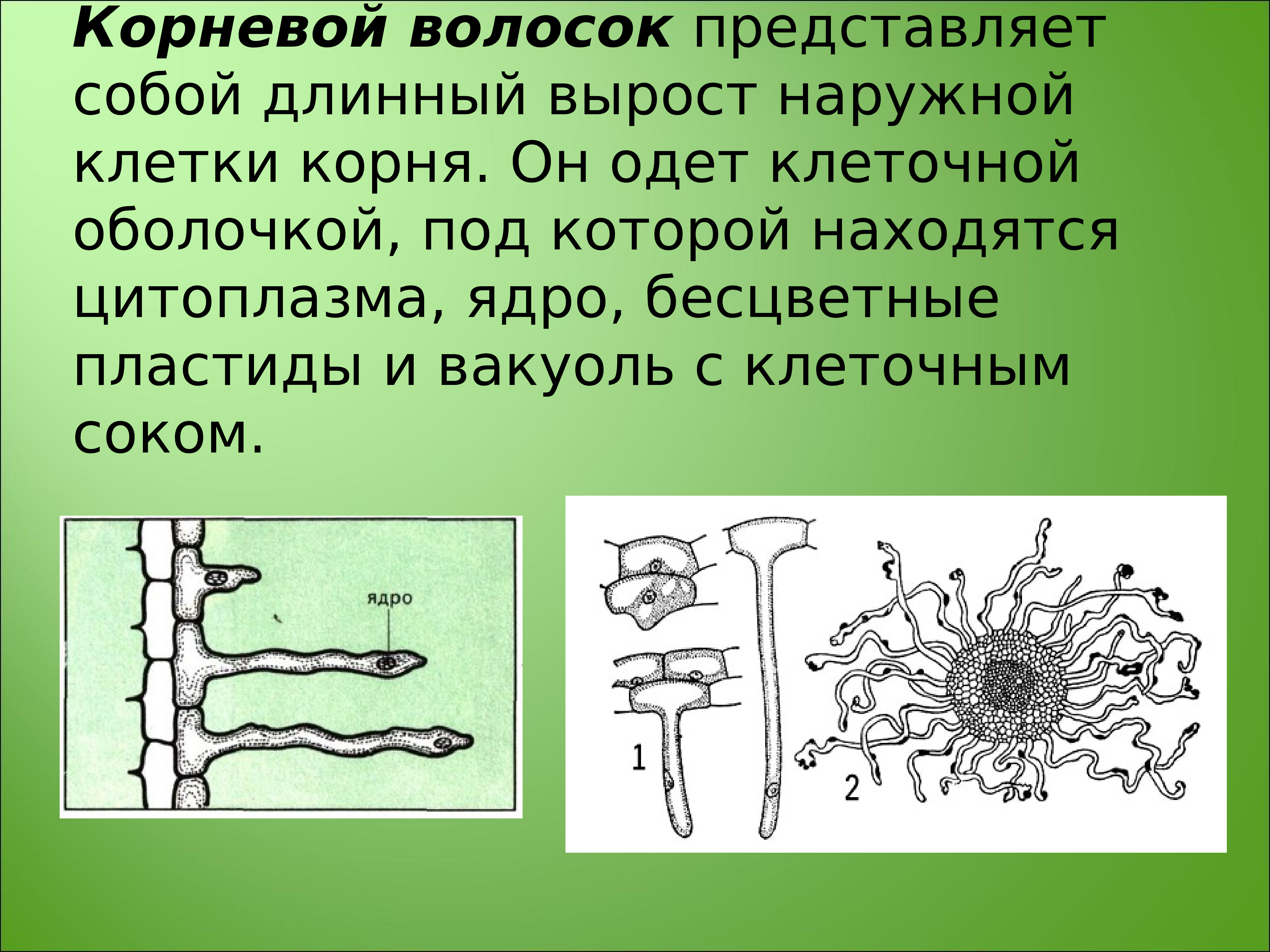 На рисунке корневые волоски под микроскопом что изображено на рисунке под цифрой 1