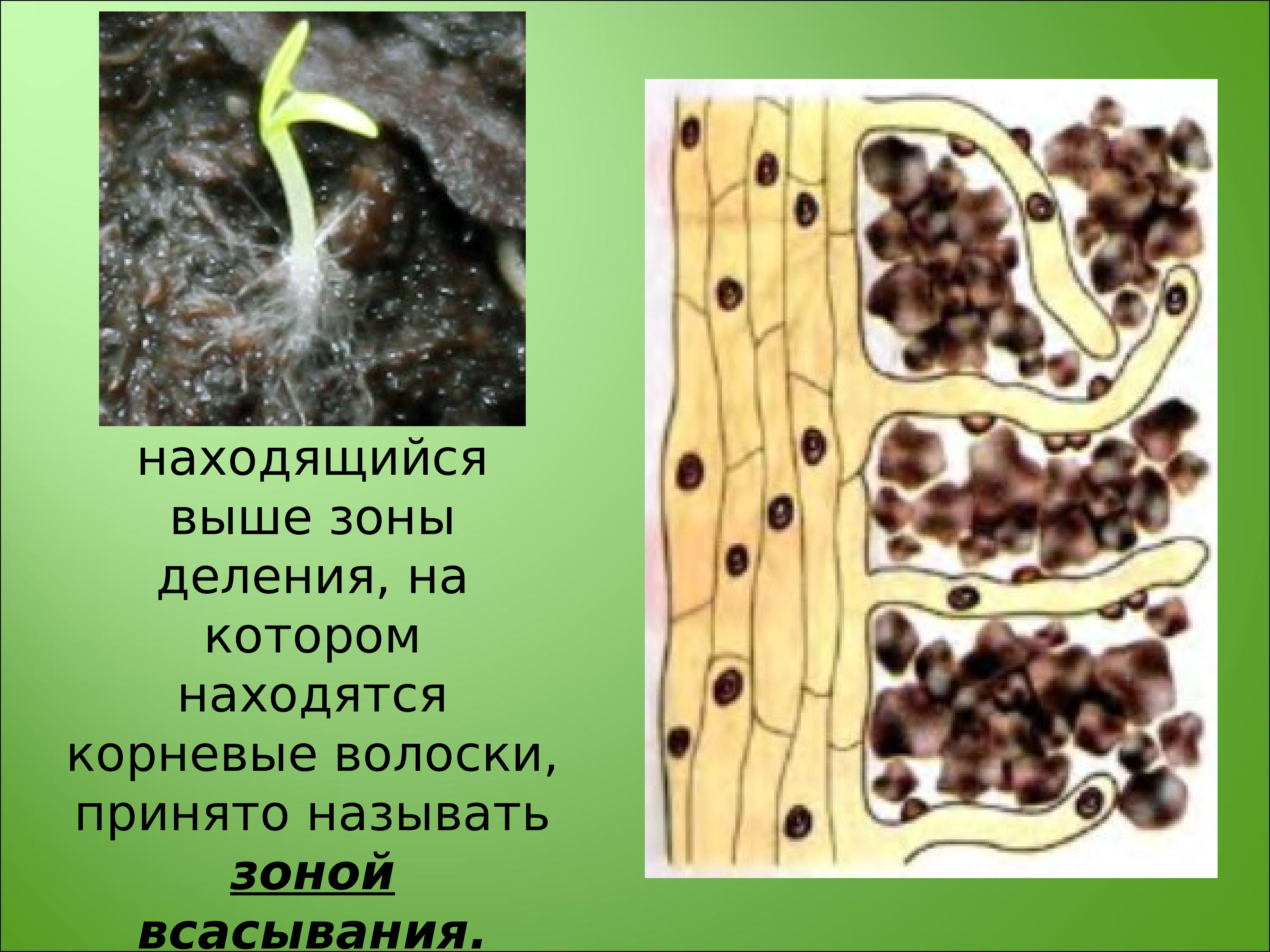 Располагающий корень. Корневые волоски. Зона на которой расположены корневые волоски. Корневые волоски находятся в зоне всасывания. Корневые волоски корня расположены в зоне:.