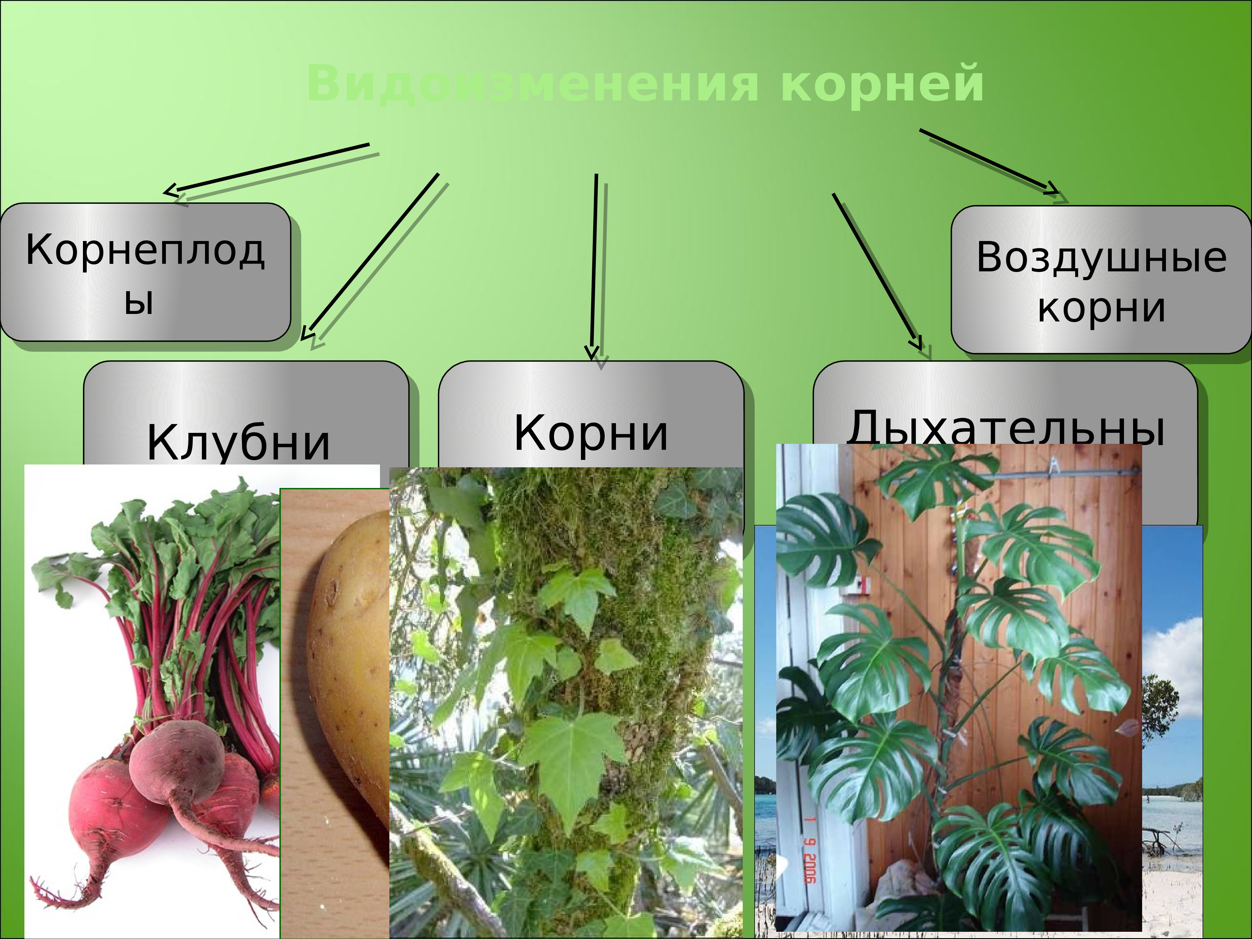 Огэ ботаника презентация