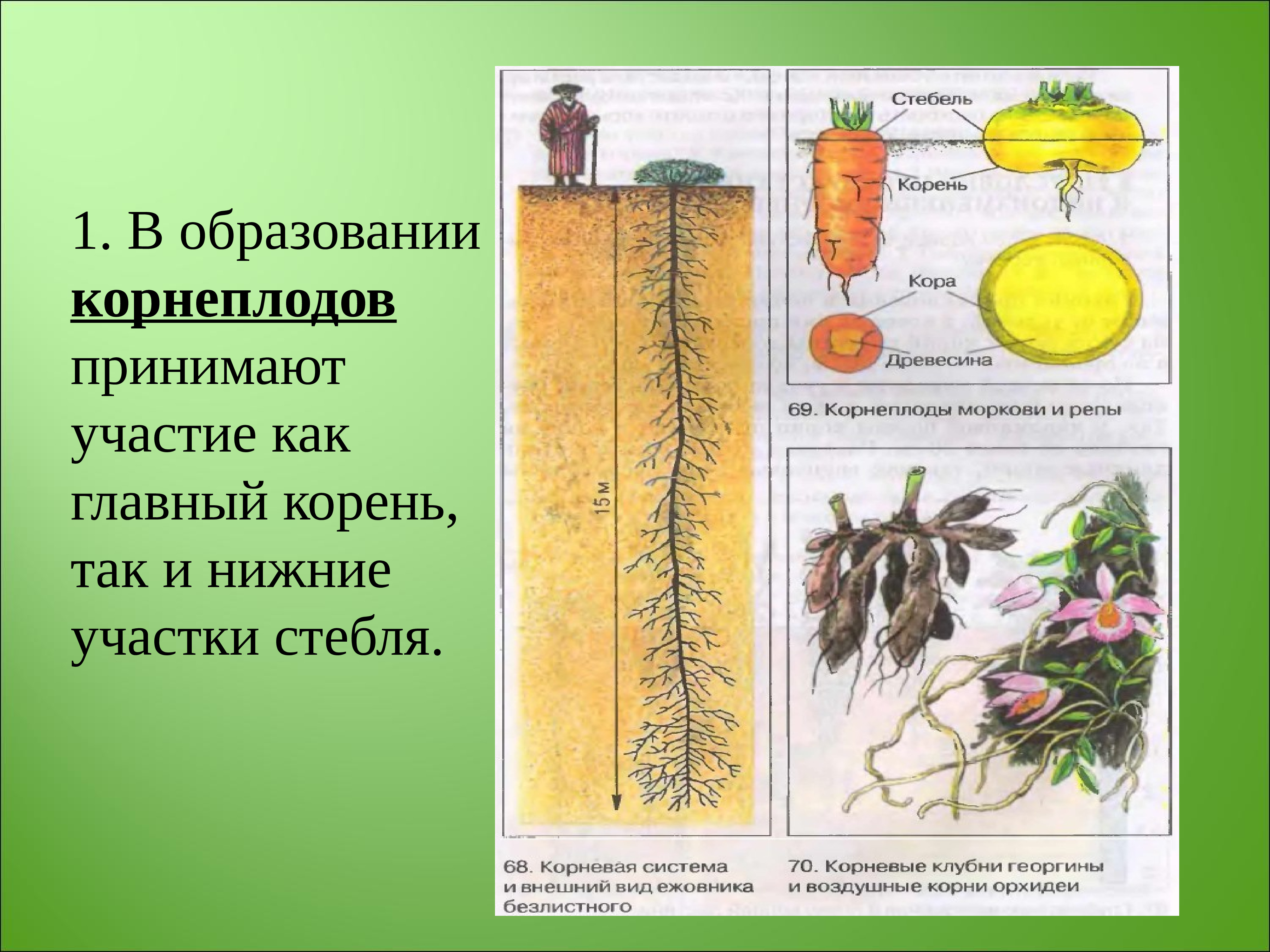 Главный корень образуется. В образовании корнеплодов участвуют. Типы корневых систем ботаника. В образовании корнеплодов принимает участие корни. Темы по ботанике.