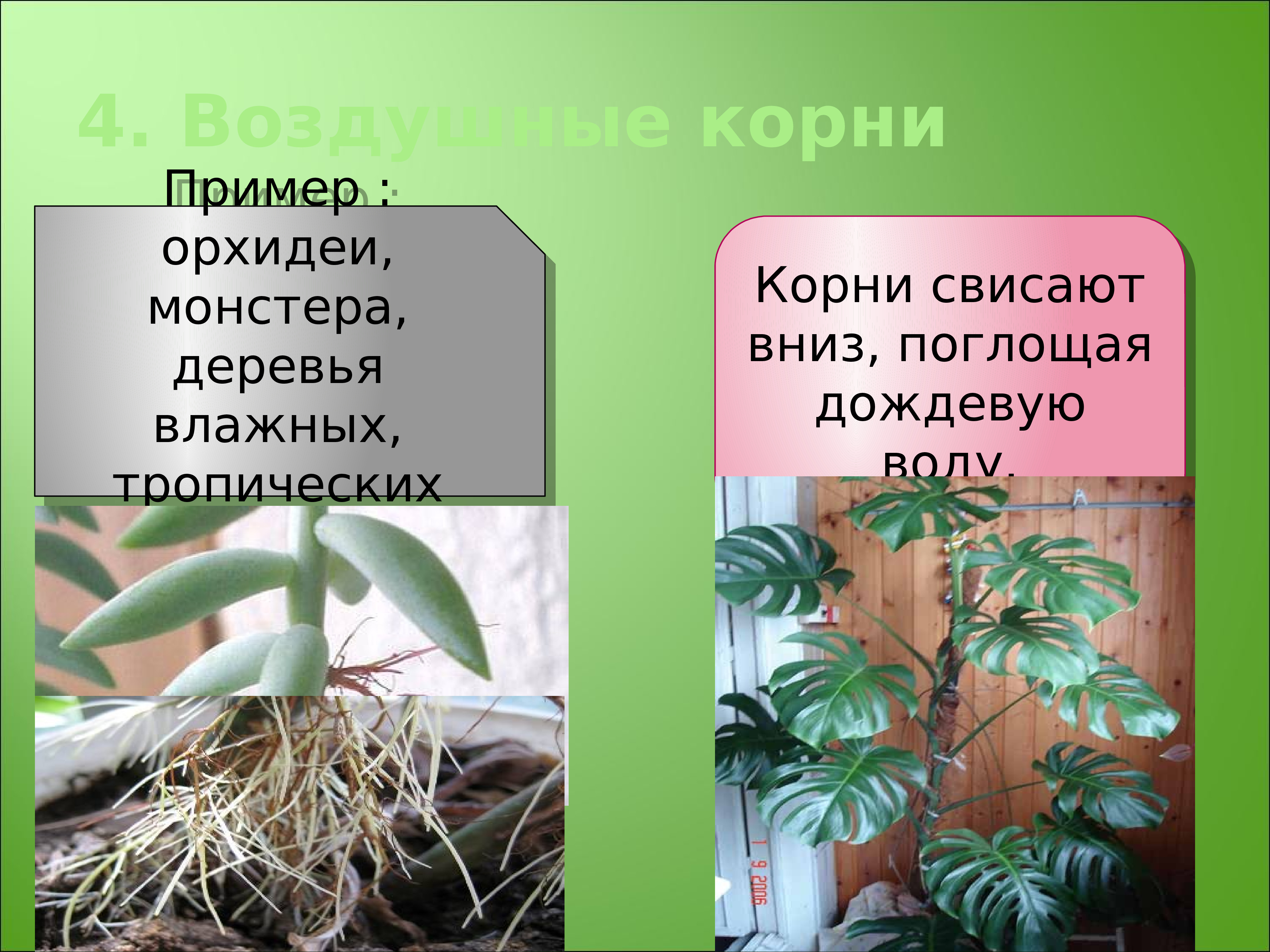 У каких растений есть корень. Воздушные корни эпифитов монстеры. Монстера эпифит. Воздушные корни примеры растений.
