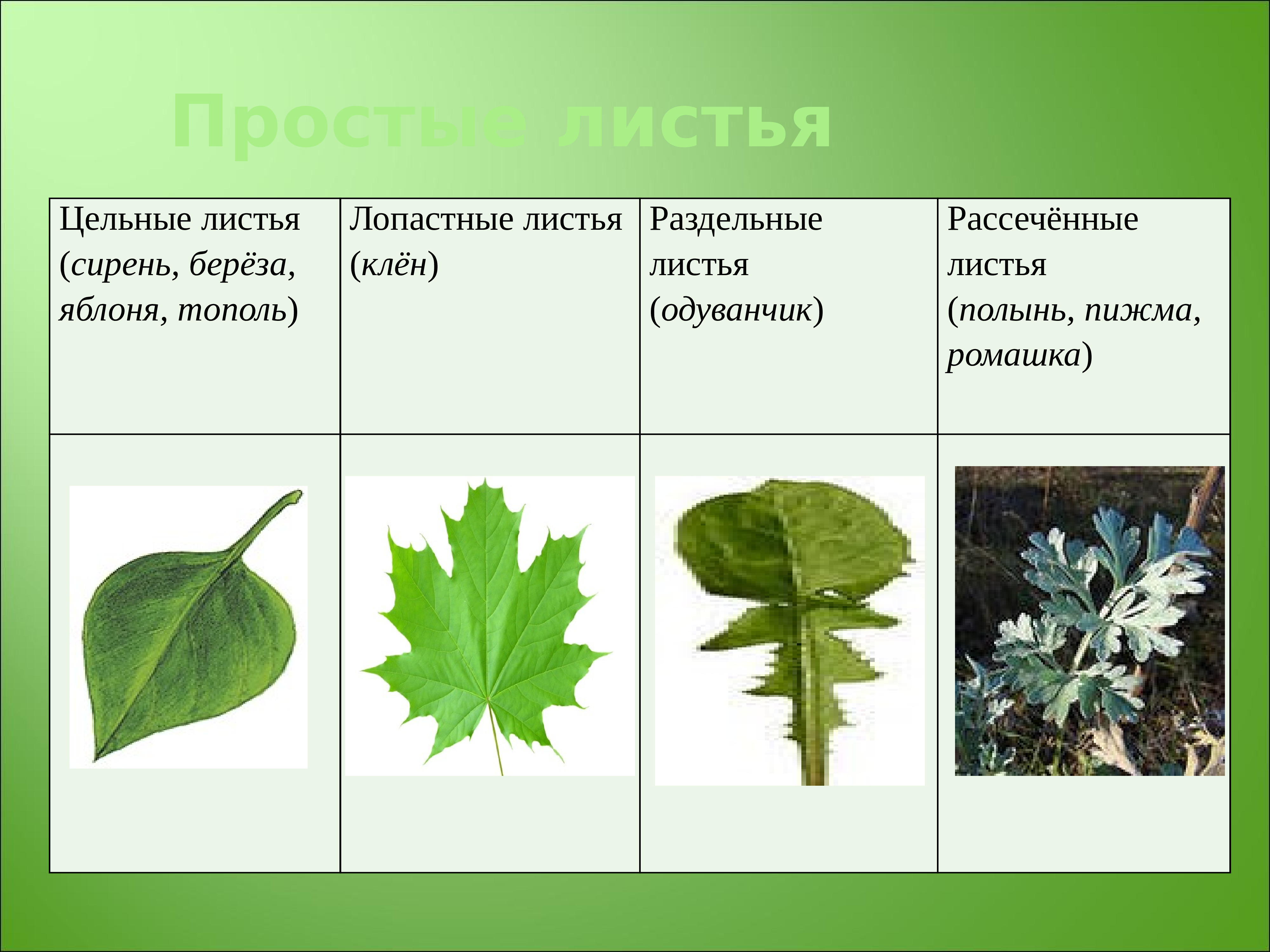 листья черешковые и сидячие картинки