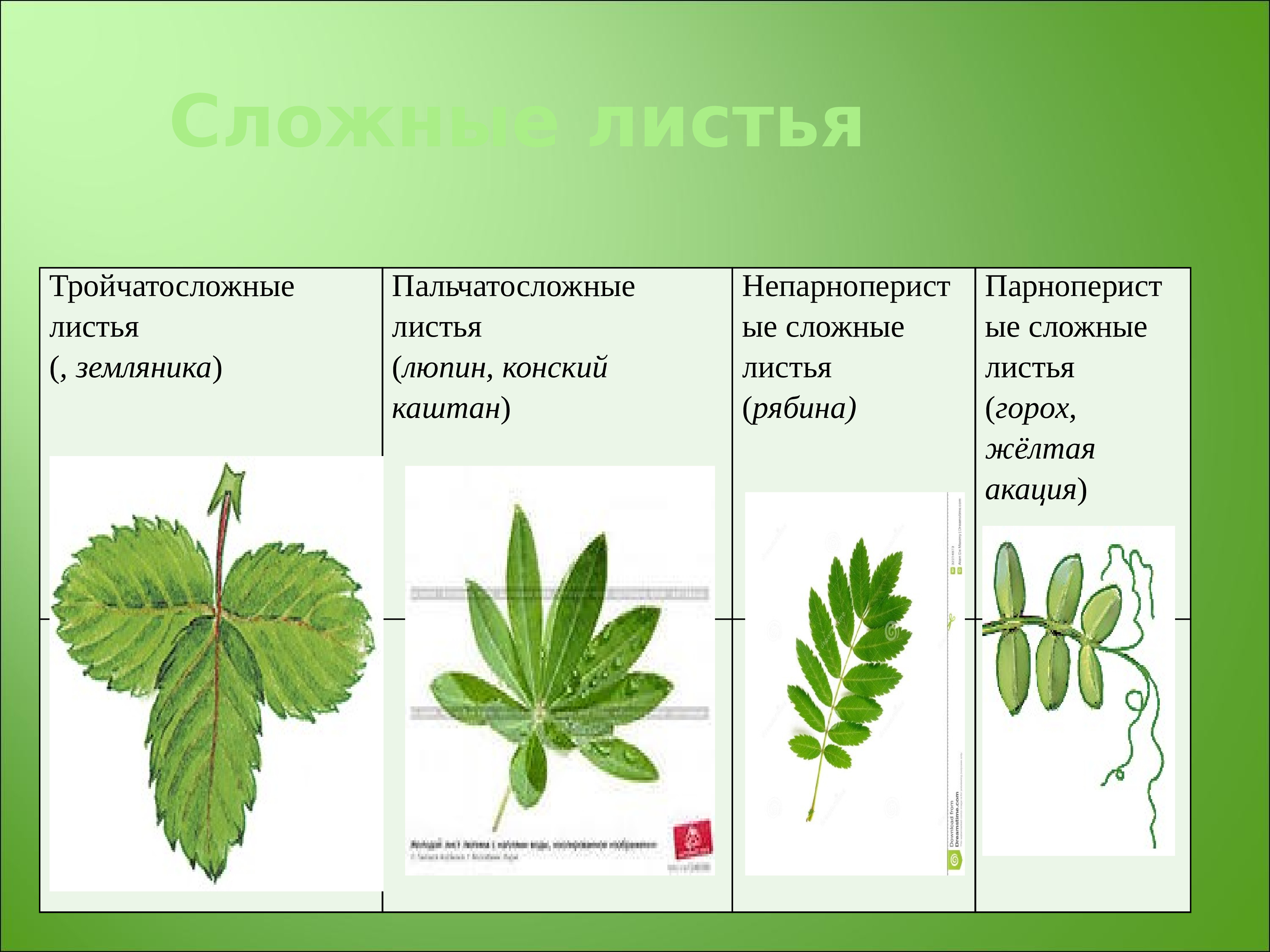 Парноперистые и непарноперистые листья