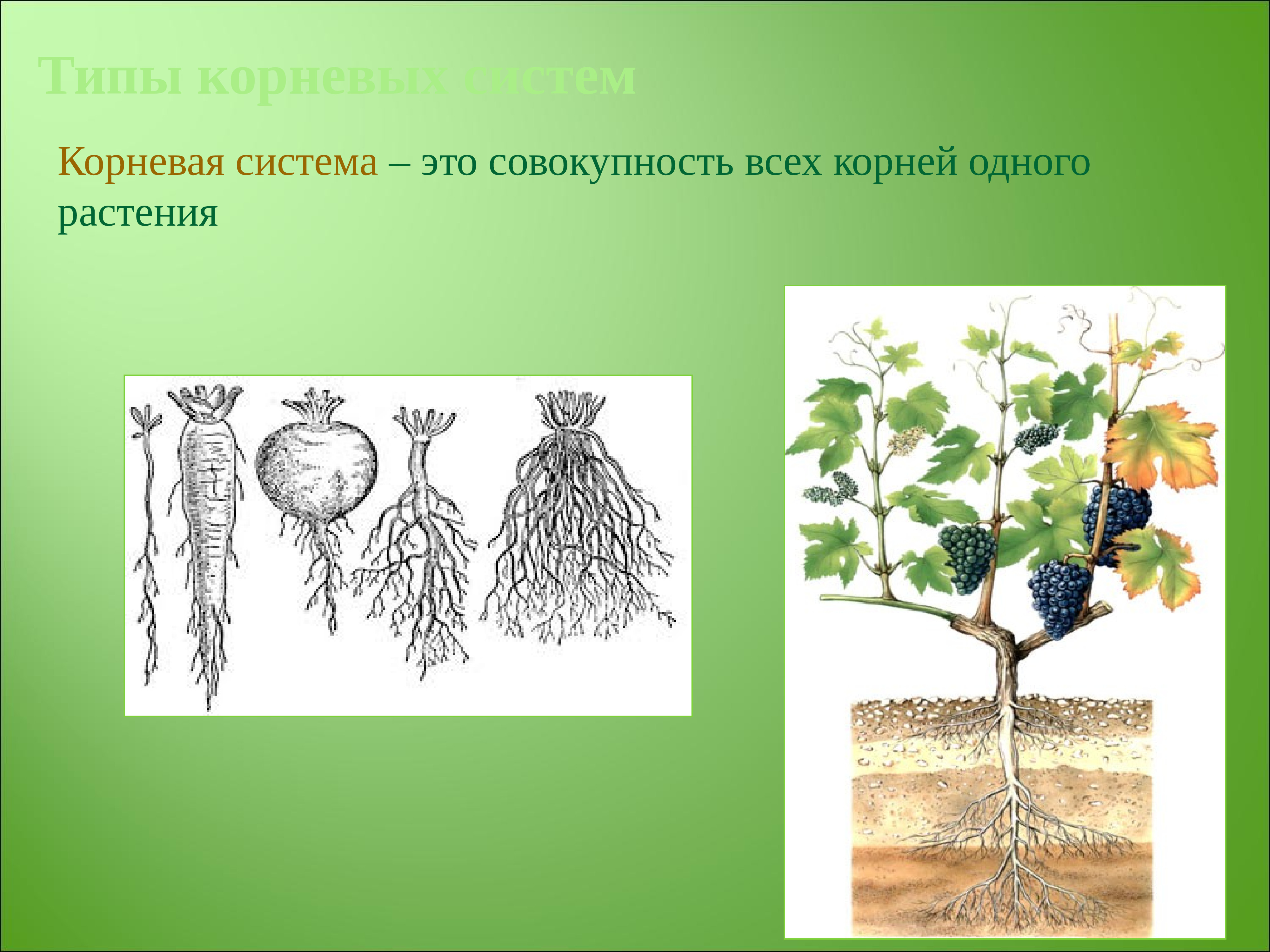 Корни одного растения называют корневой системой потому. Корневая система. Корневые системы растений. Ботаника корень и корневая система. Типы корневых систем.