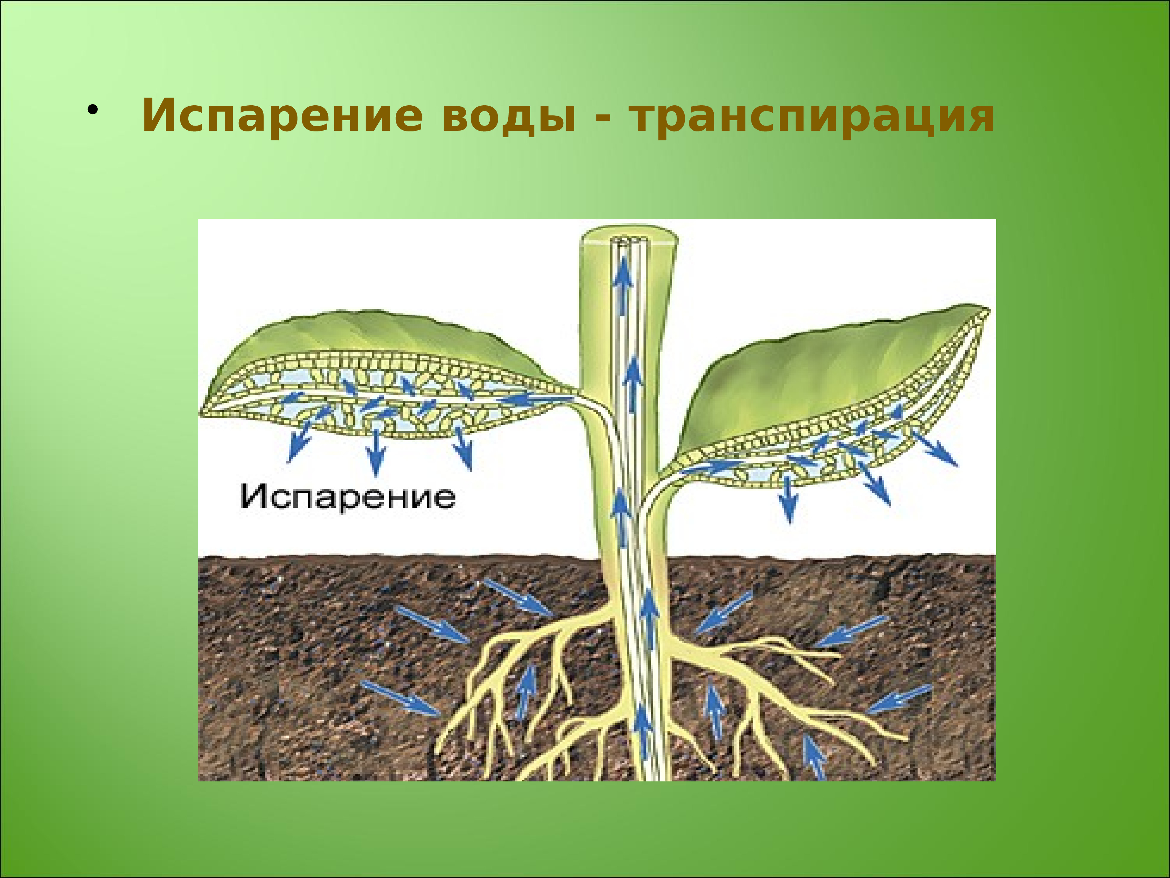 Движение воды в листьях. Кутикулярная транспирация. Устьичная транспирация. Транспирация у растений. Транспирация испарение воды.