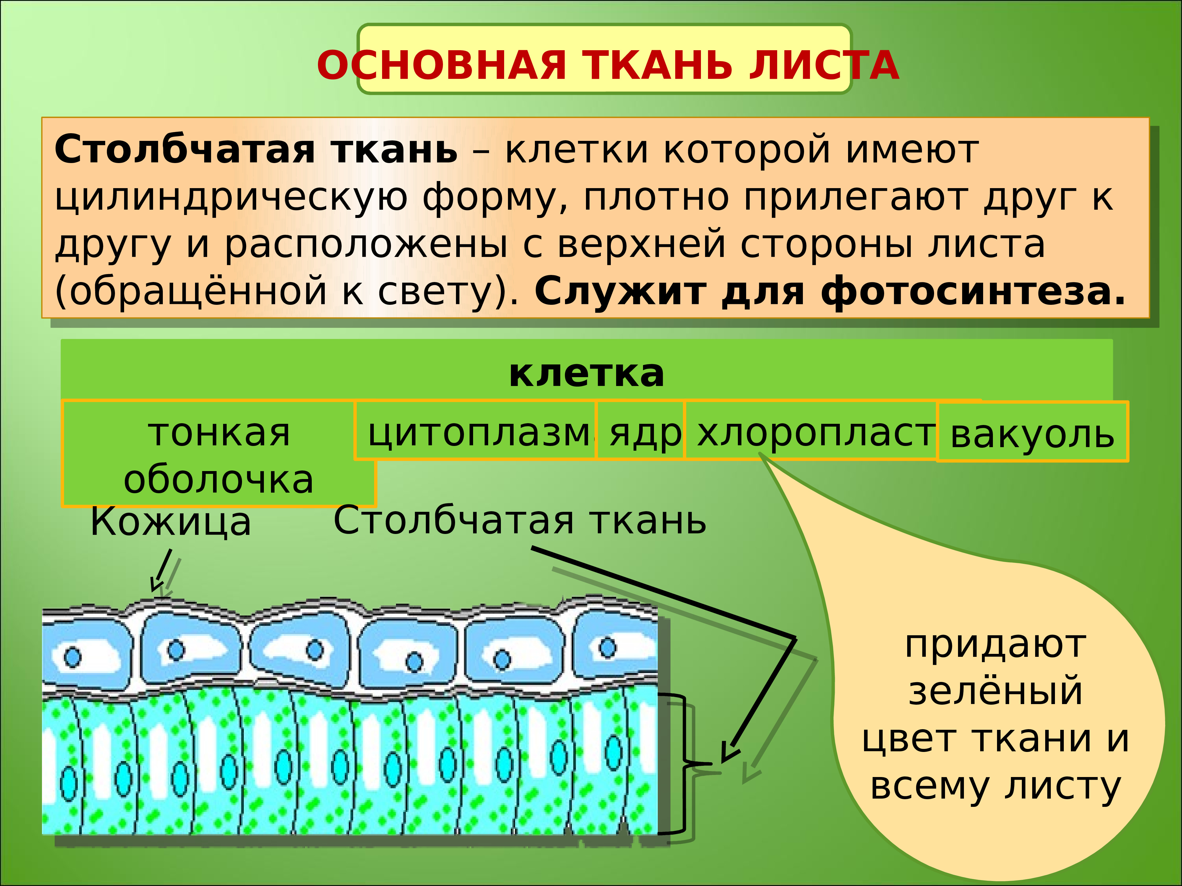 Ткани листа. Столбчатая и губчатая ткань. Столбчптая и гбчатпя ькань. Строение клетки столбчатой ткани. Функция столбчатой ткани у растений.