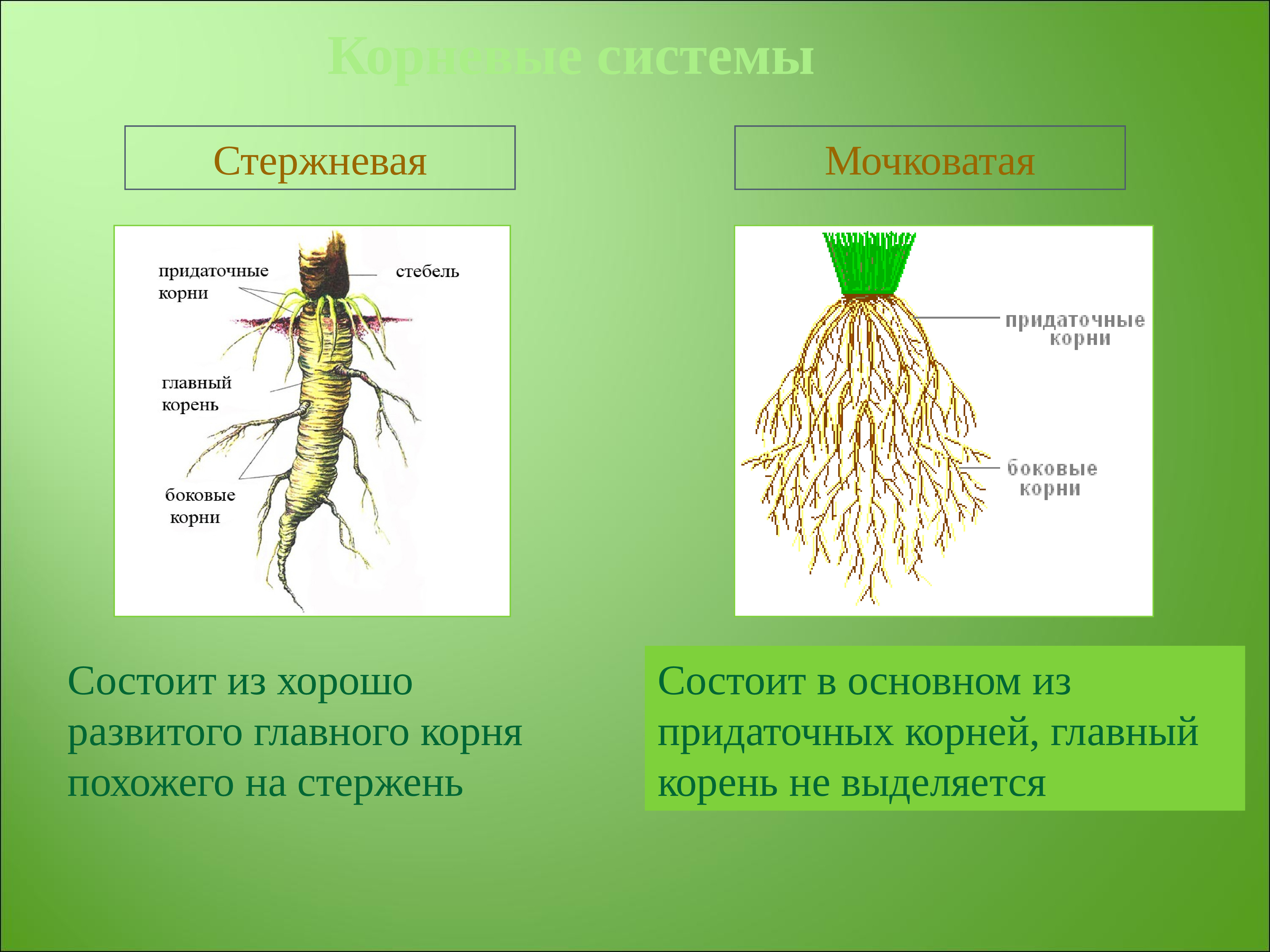 Нескольких корень. Стержневая мочковая система корны. Стержневая и мочковатая корневая система. Растения с стержневыми и мочковатыми корнями. Мочковатая корневая система состоит из.