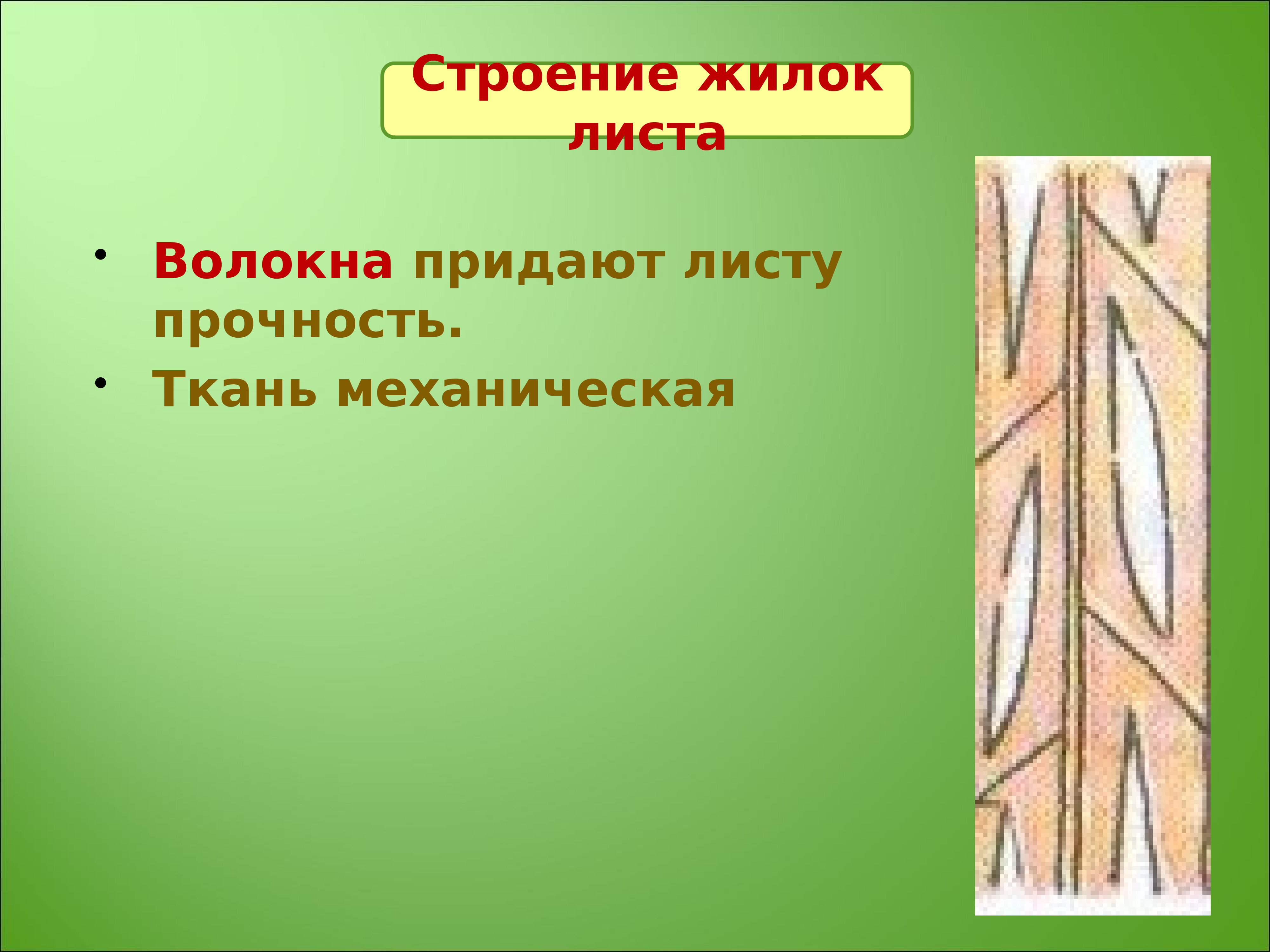 Ткани придающие прочность растениям. Механическая ткань листа. Ткани жилки листа. Строение механической ткани жилок. Волокна жилки листа.