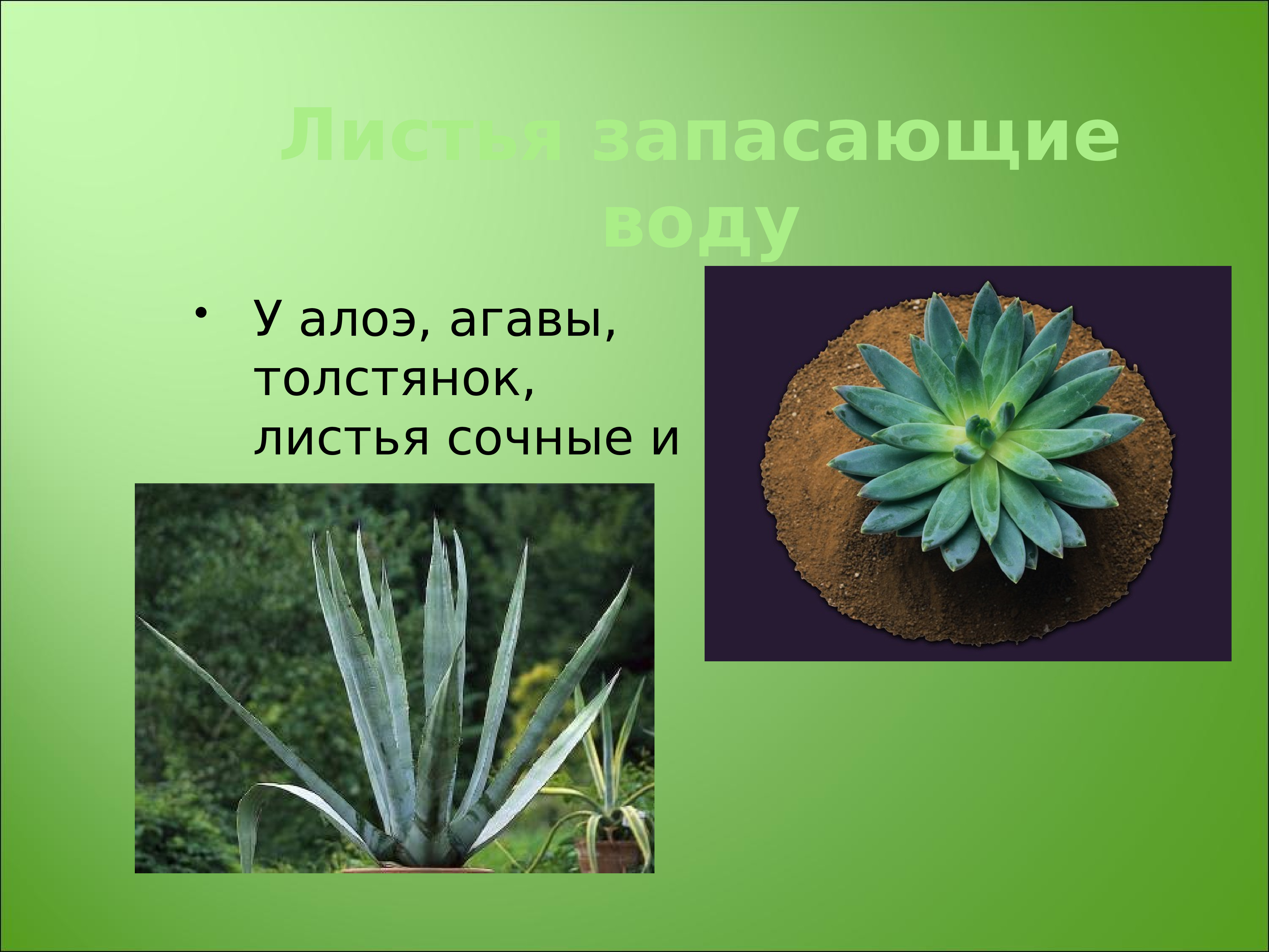 в каких органах кактус запасает влагу. название растения органы в которых запасается влага. представители суккулентов. кактус органы в которых запасается влага приспособления. в каких органах кактус запасает влагу.
