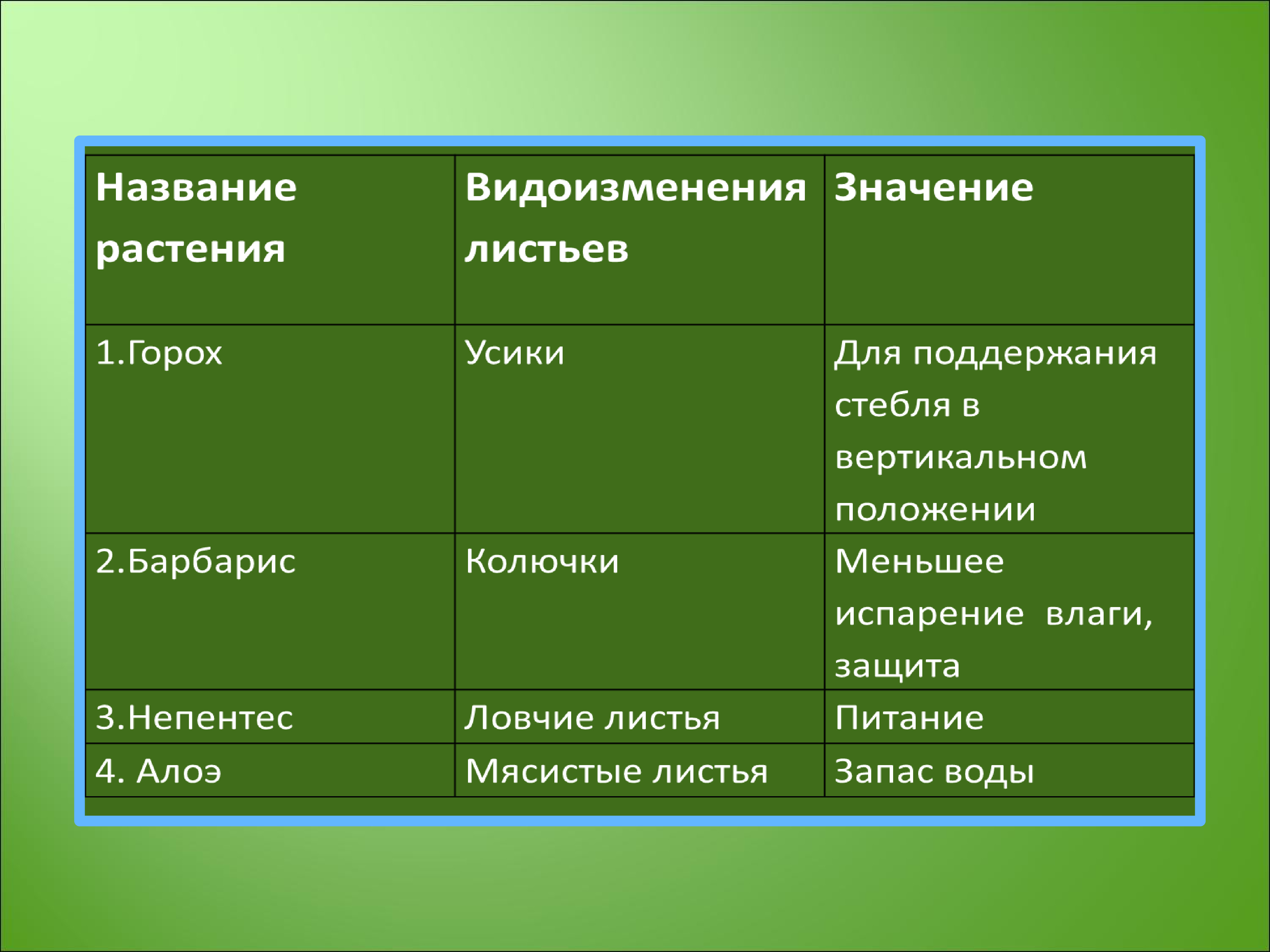 Изменения листьев. Функции видоизменения листьев. Видоизменения листьев 6 класс биология. Таблица по биологии 6 класс видоизменение листьев. Видоизменения листьев таблица.